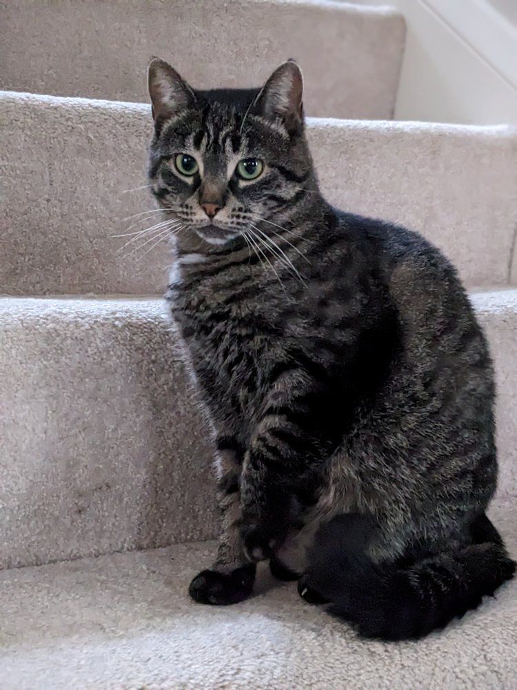 Riley, a Adoptable Domestic Short Hair in White Bear Lake, MN image 3/6