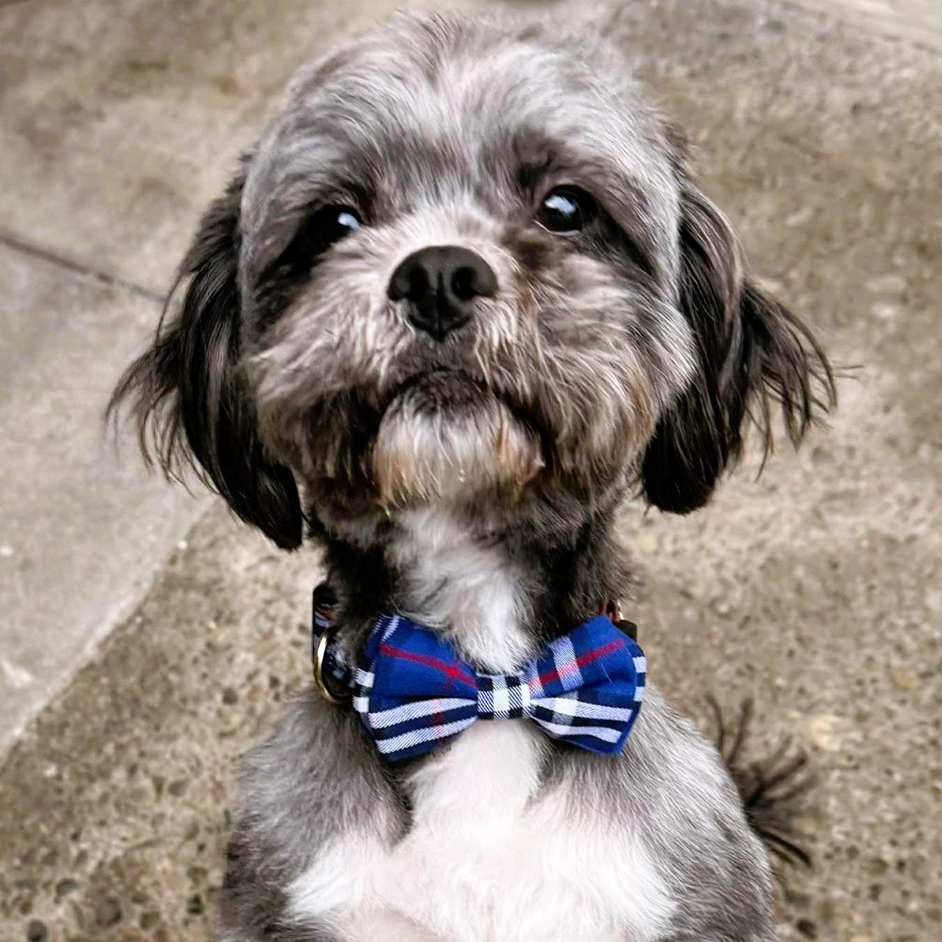 Enlarge Tux, an adopted mixed breed in San Francisco, CA image 6/6
