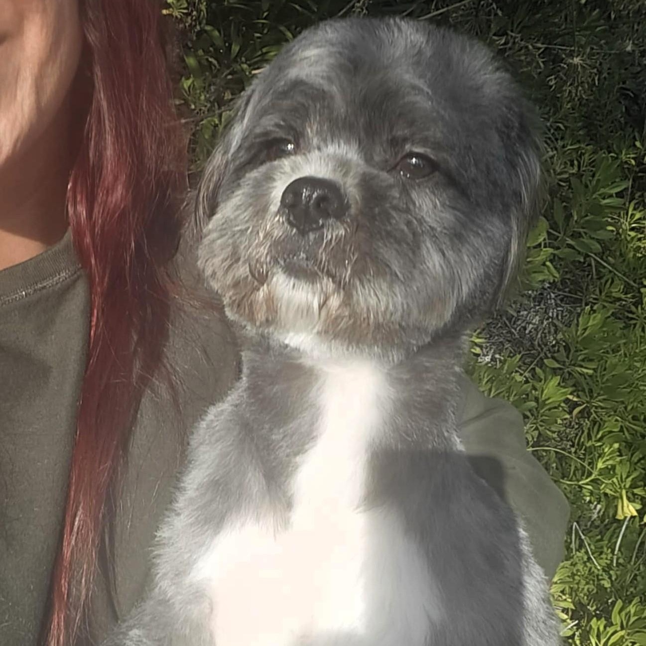 Enlarge Tux, an adopted mixed breed in San Francisco, CA image 5/6