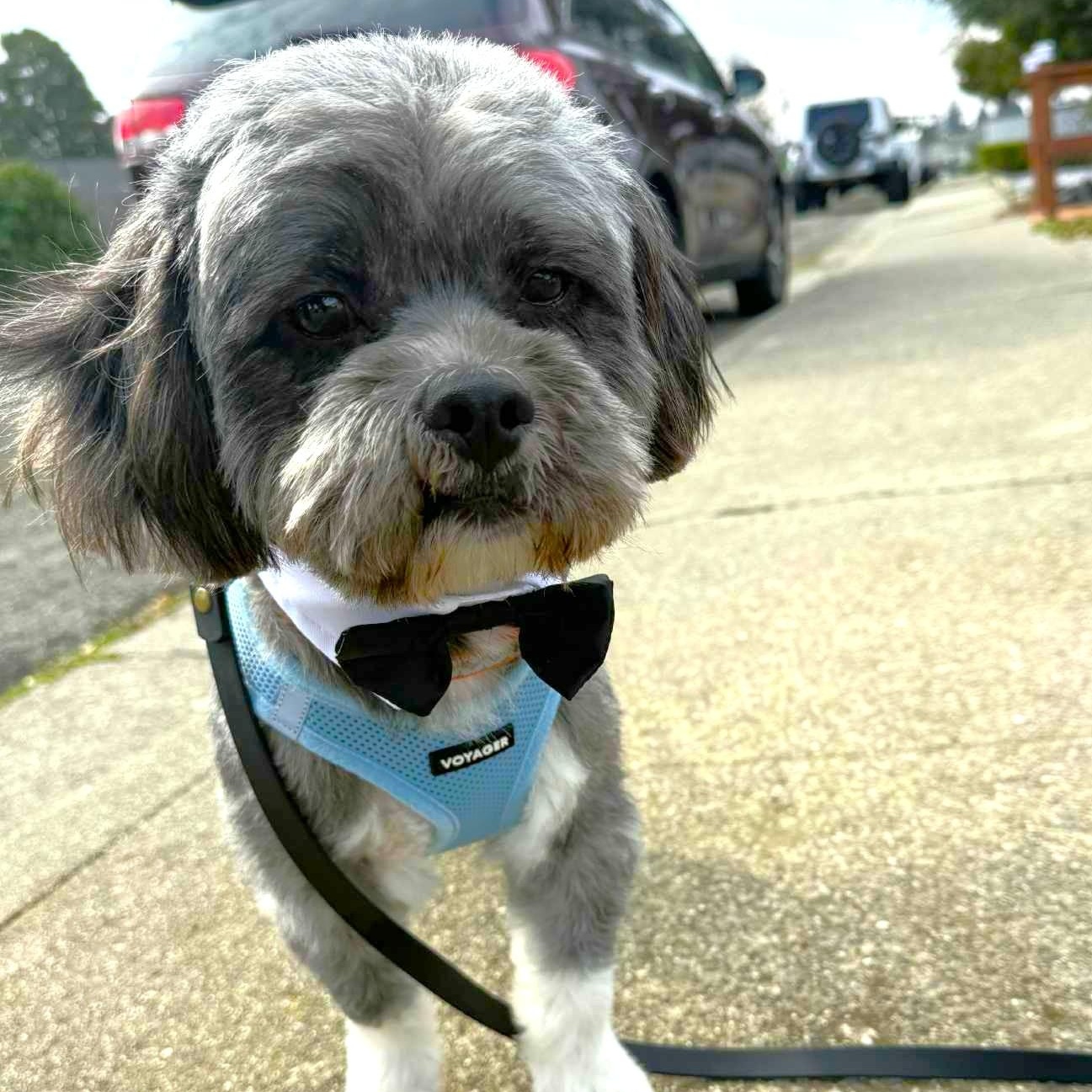 Enlarge Tux, an adopted mixed breed in San Francisco, CA image 1/6