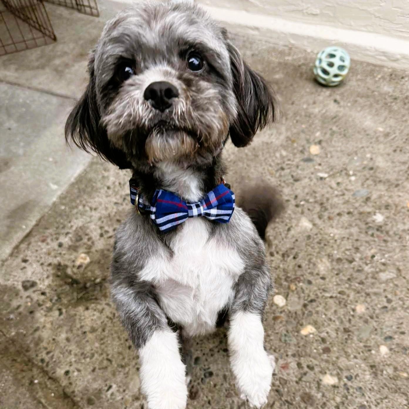 Enlarge Tux, an adopted mixed breed in San Francisco, CA image 3/6