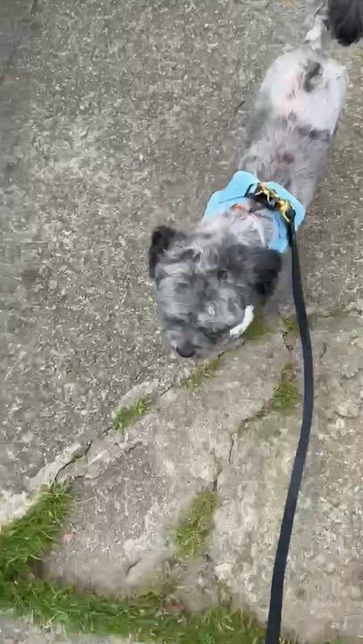 Enlarge Tux, an adopted mixed breed in San Francisco, CA video 4/6