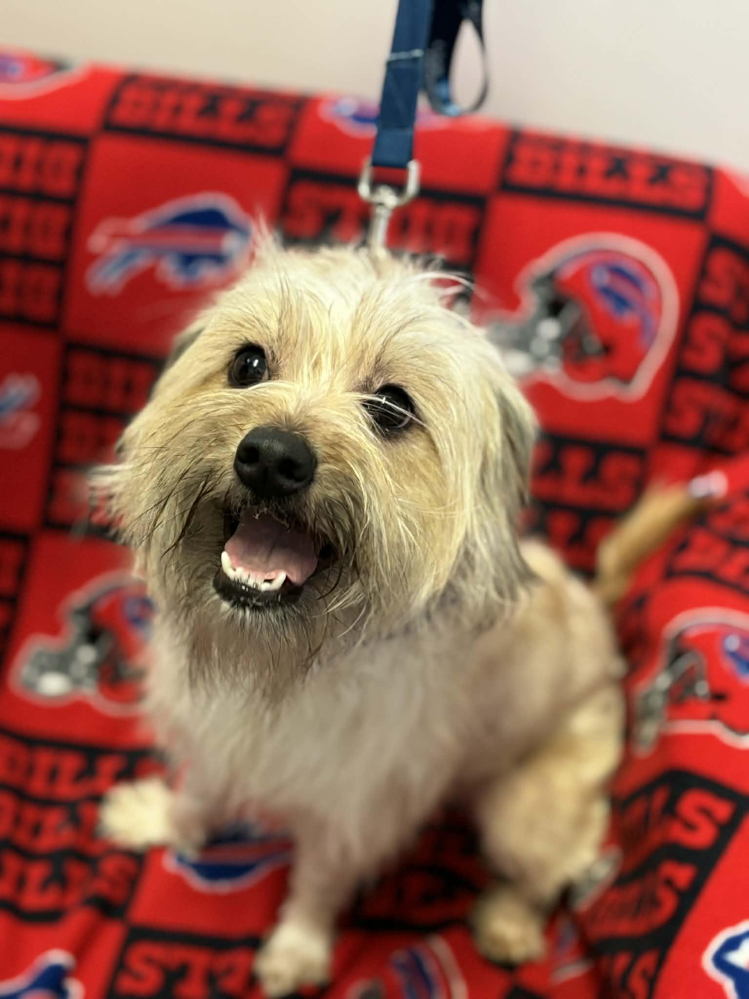 Luna, ADOPTABLE, Young Female Shih Tzu & Terrier.