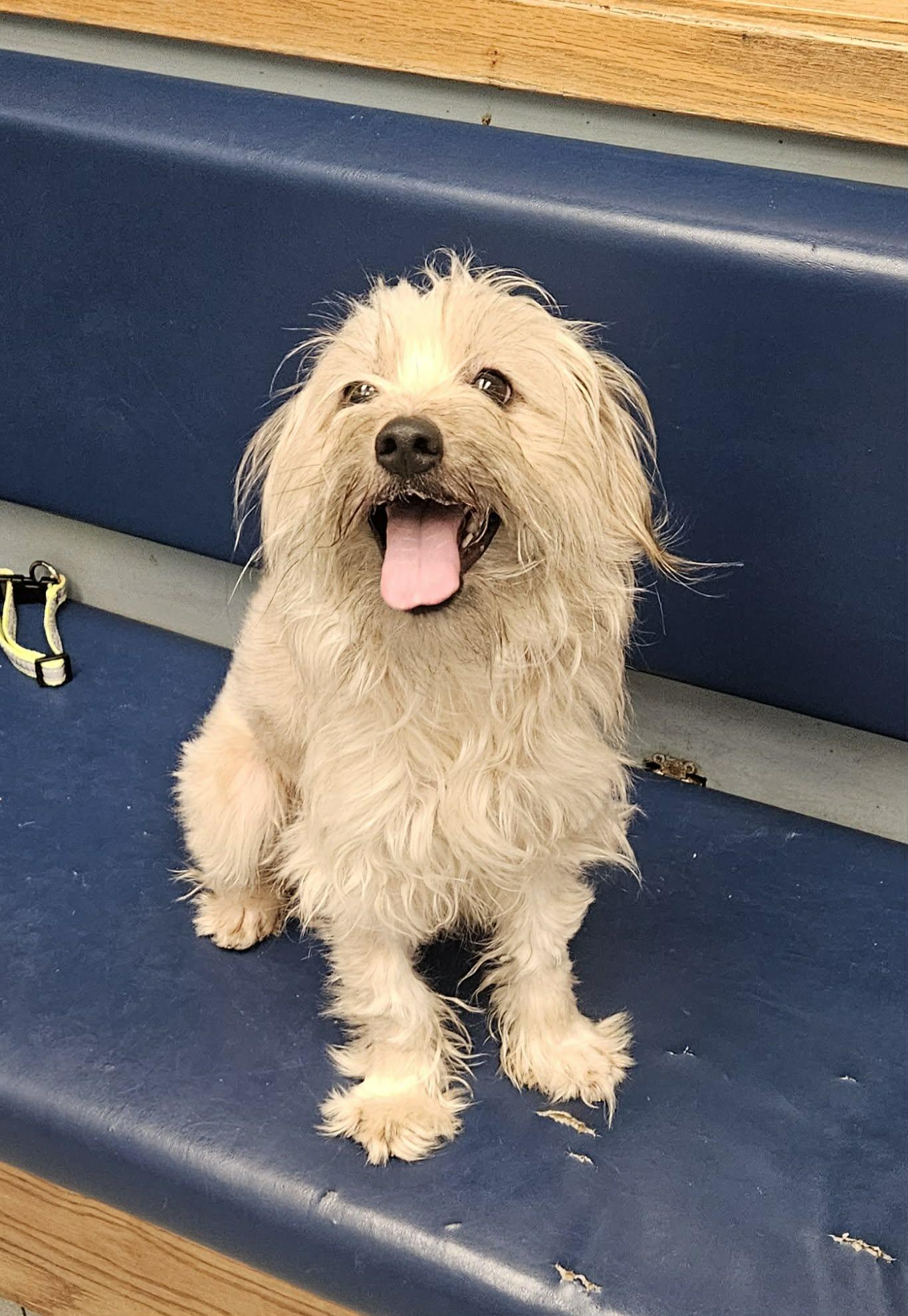 Enlarge Luna, a ADOPTABLE mixed breed in Buffalo, NY image 5/6