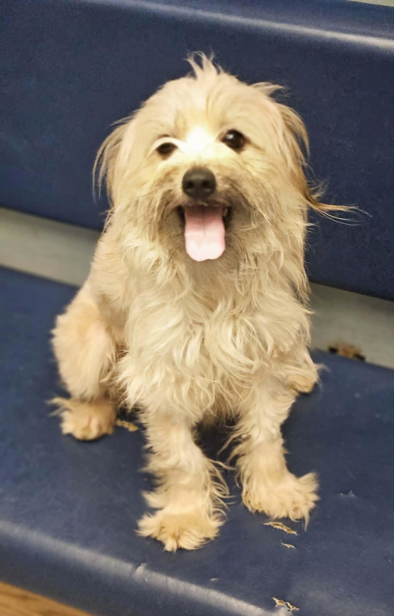 Enlarge Luna, a ADOPTABLE mixed breed in Buffalo, NY image 2/6