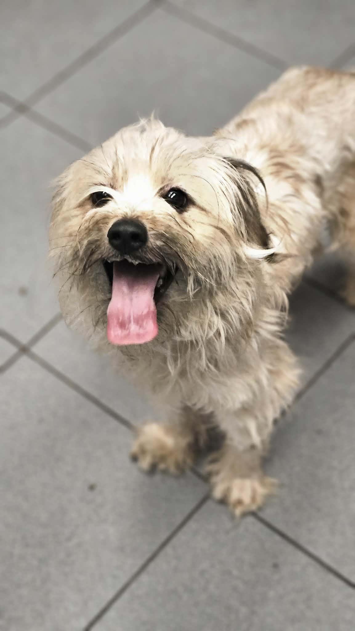 Enlarge Luna, a ADOPTABLE mixed breed in Buffalo, NY image 4/6