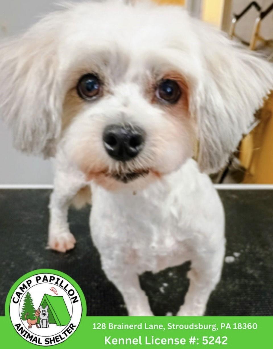 Havanna, Adopted, Young Female Havanese.