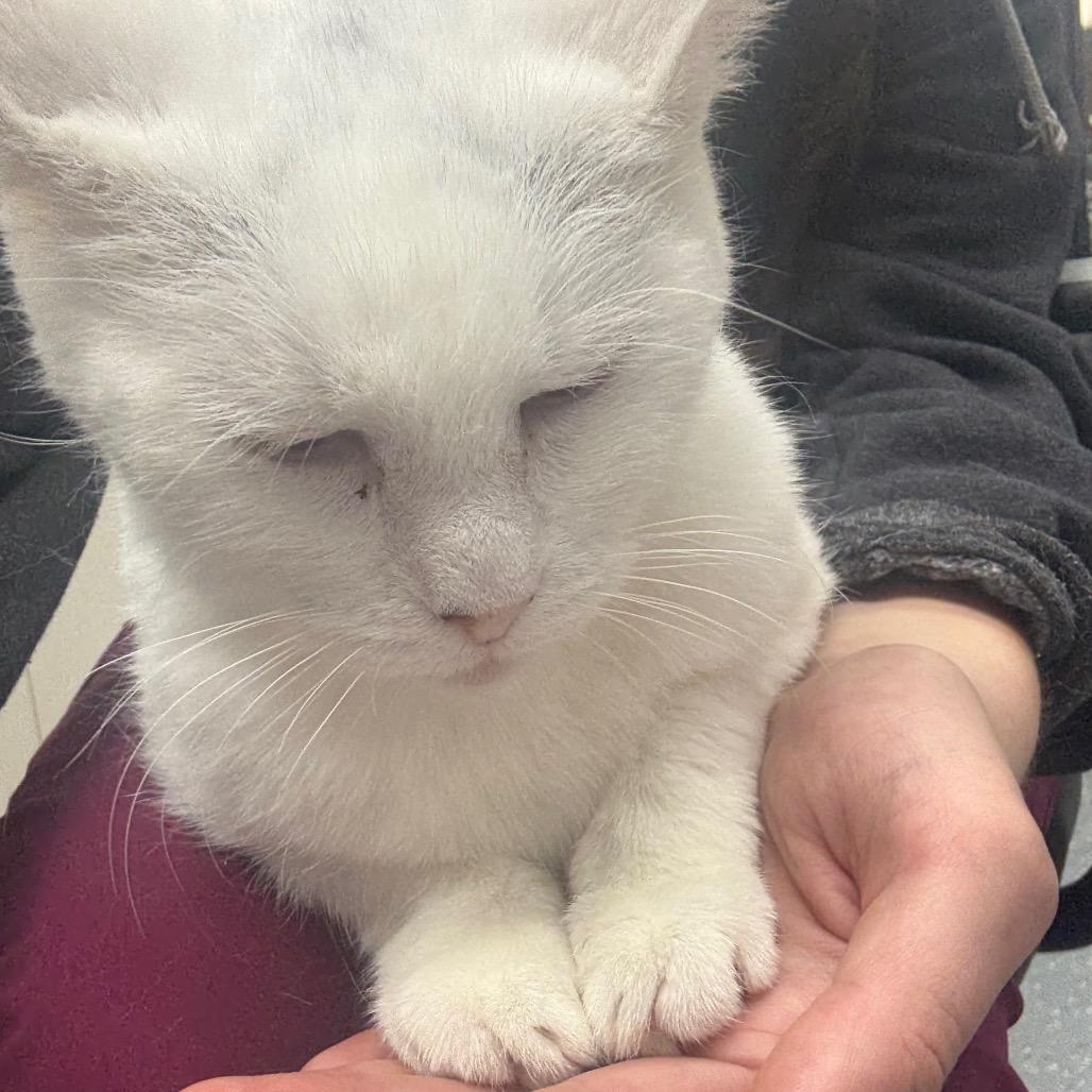 Enlarge Sassafras- Foster, a Adoptable Domestic Short Hair in Grand Rapids, MI image 1/6