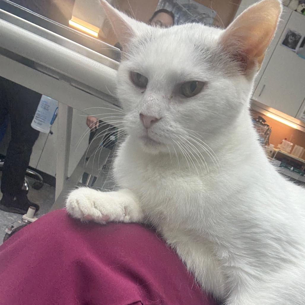 Enlarge Sassafras- Foster, a Adoptable Domestic Short Hair in Grand Rapids, MI image 2/6