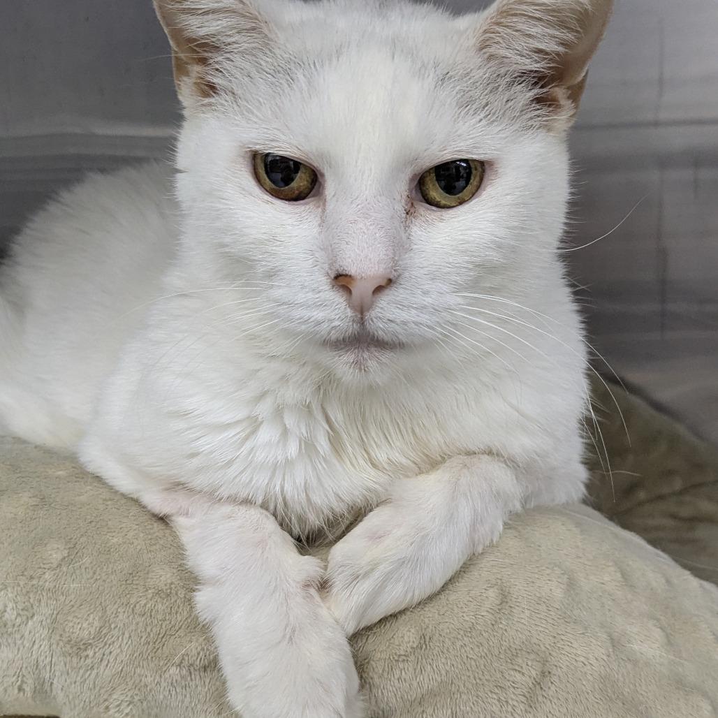 Enlarge Sassafras- Foster, a Adoptable Domestic Short Hair in Grand Rapids, MI image 3/6