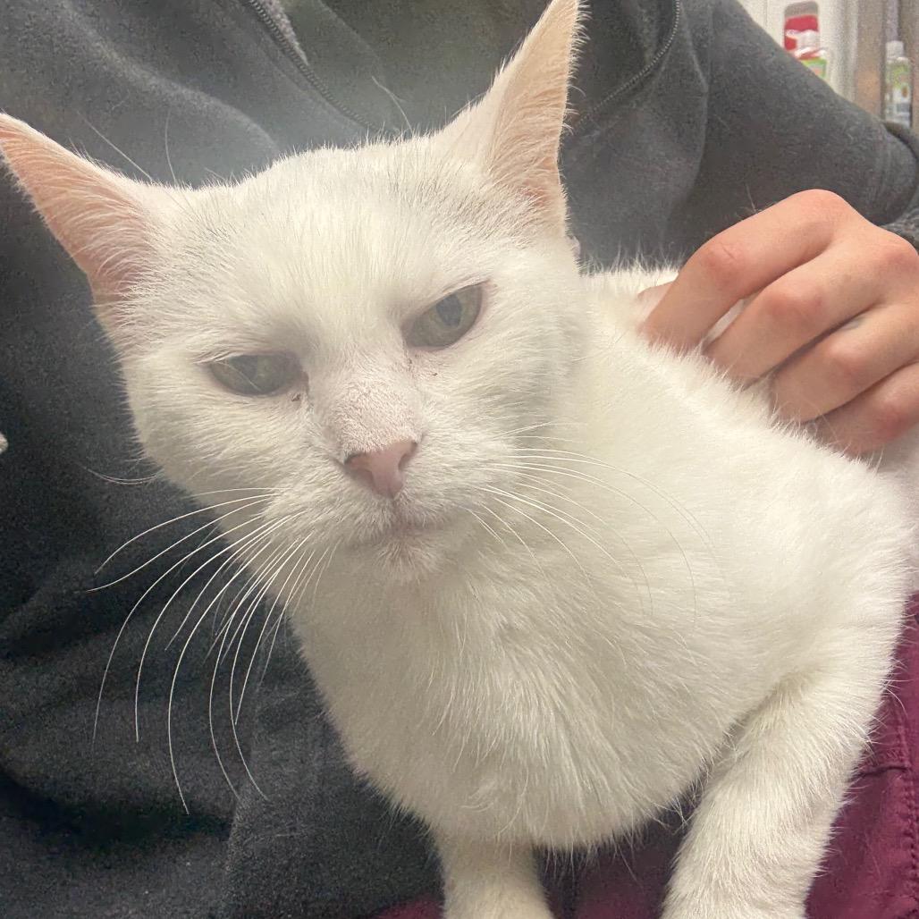 Enlarge Sassafras- Foster, a Adoptable Domestic Short Hair in Grand Rapids, MI image 4/6