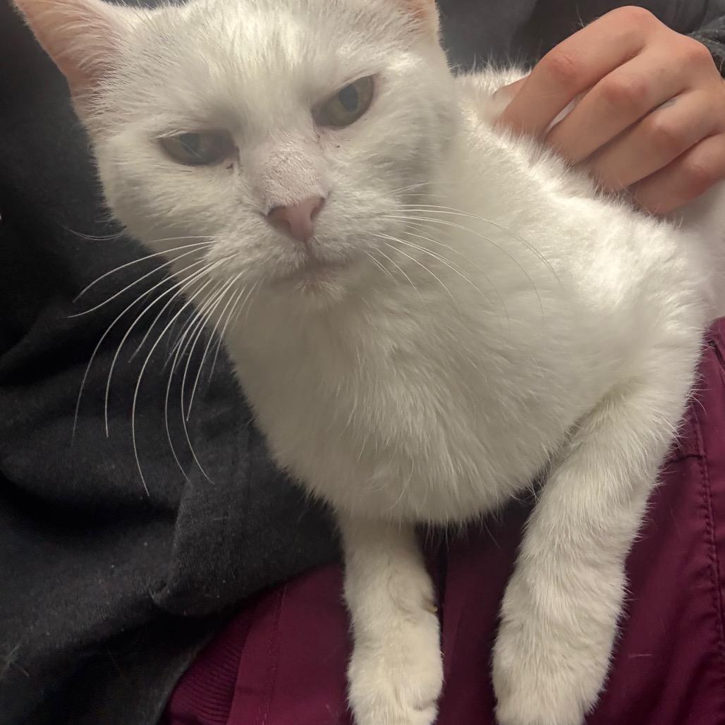 Enlarge Sassafras- Foster, a Adoptable Domestic Short Hair in Grand Rapids, MI image 5/6