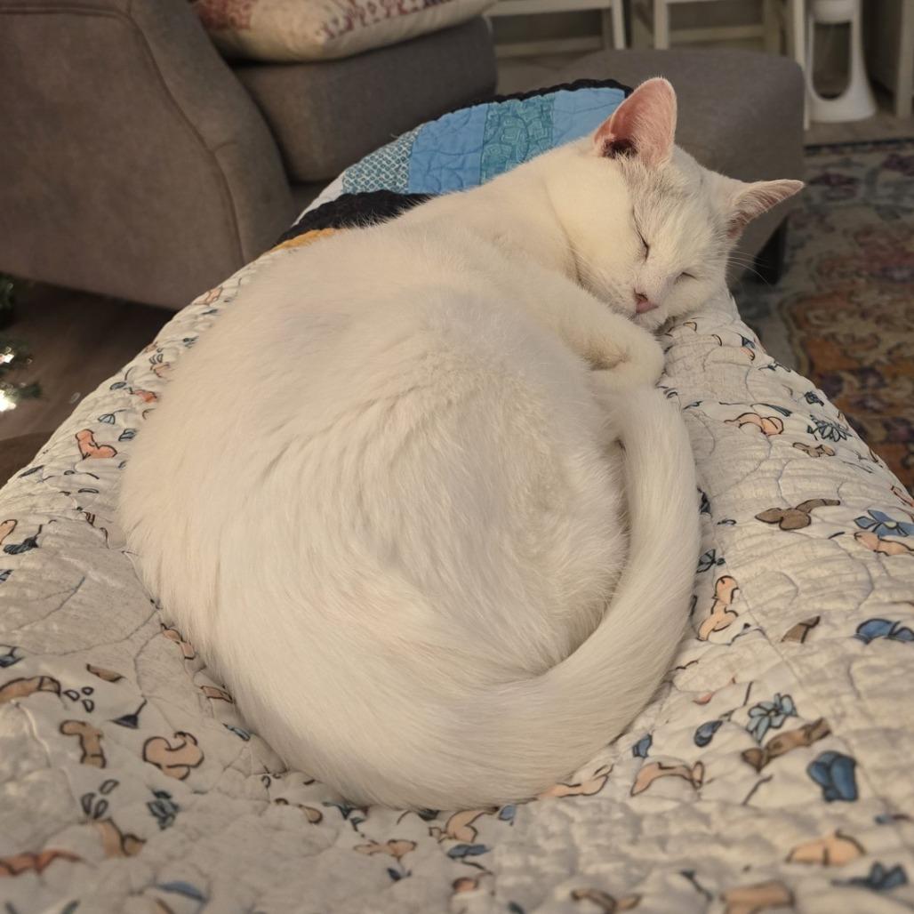 Enlarge Sassafras- Foster, a Adoptable Domestic Short Hair in Grand Rapids, MI image 6/6