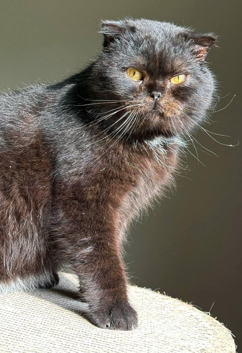 Zorro, Adoptable, Adult Male Scottish Fold.