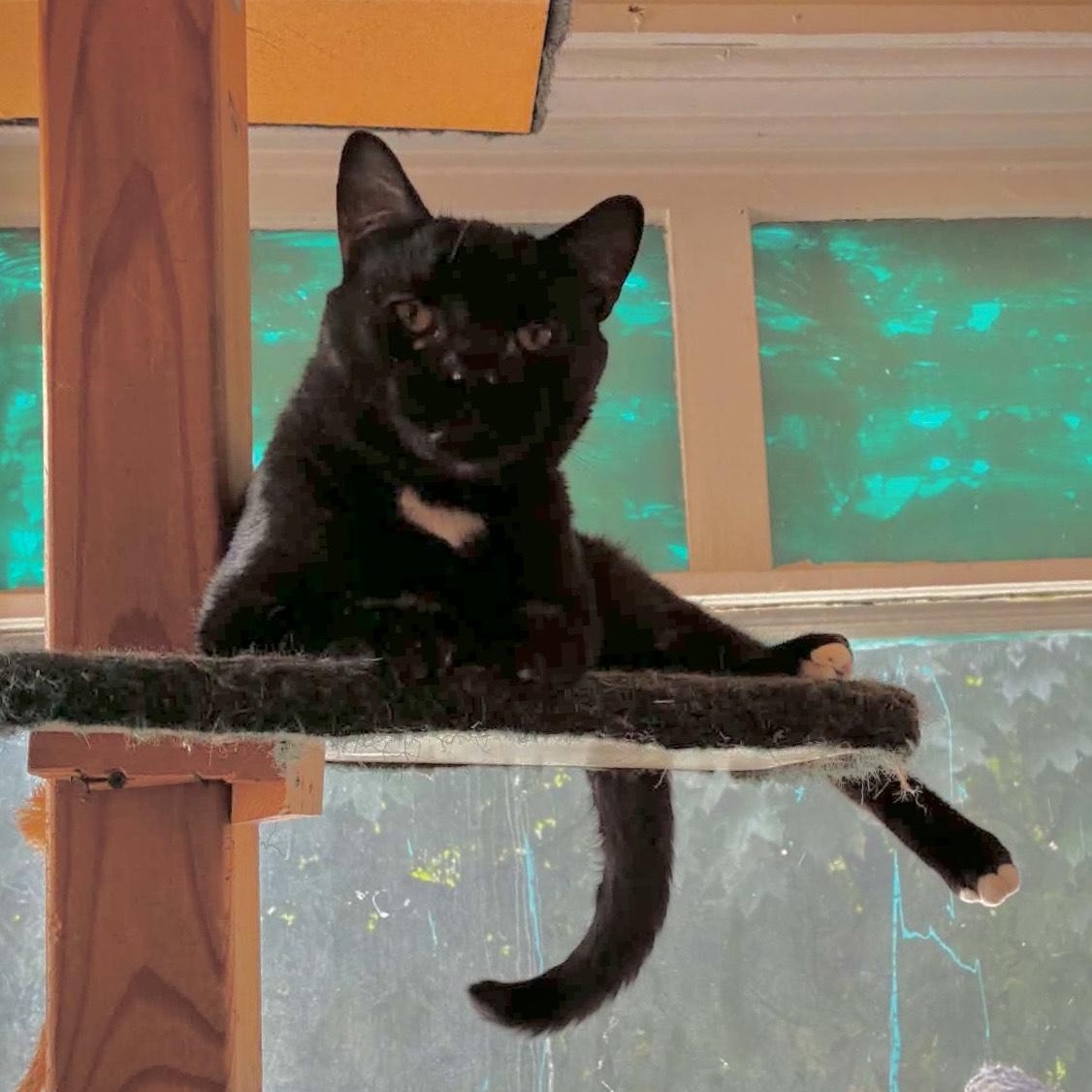 Mikey, a ADOPTABLE Domestic Short Hair in Milwaukee, WI image 2/4