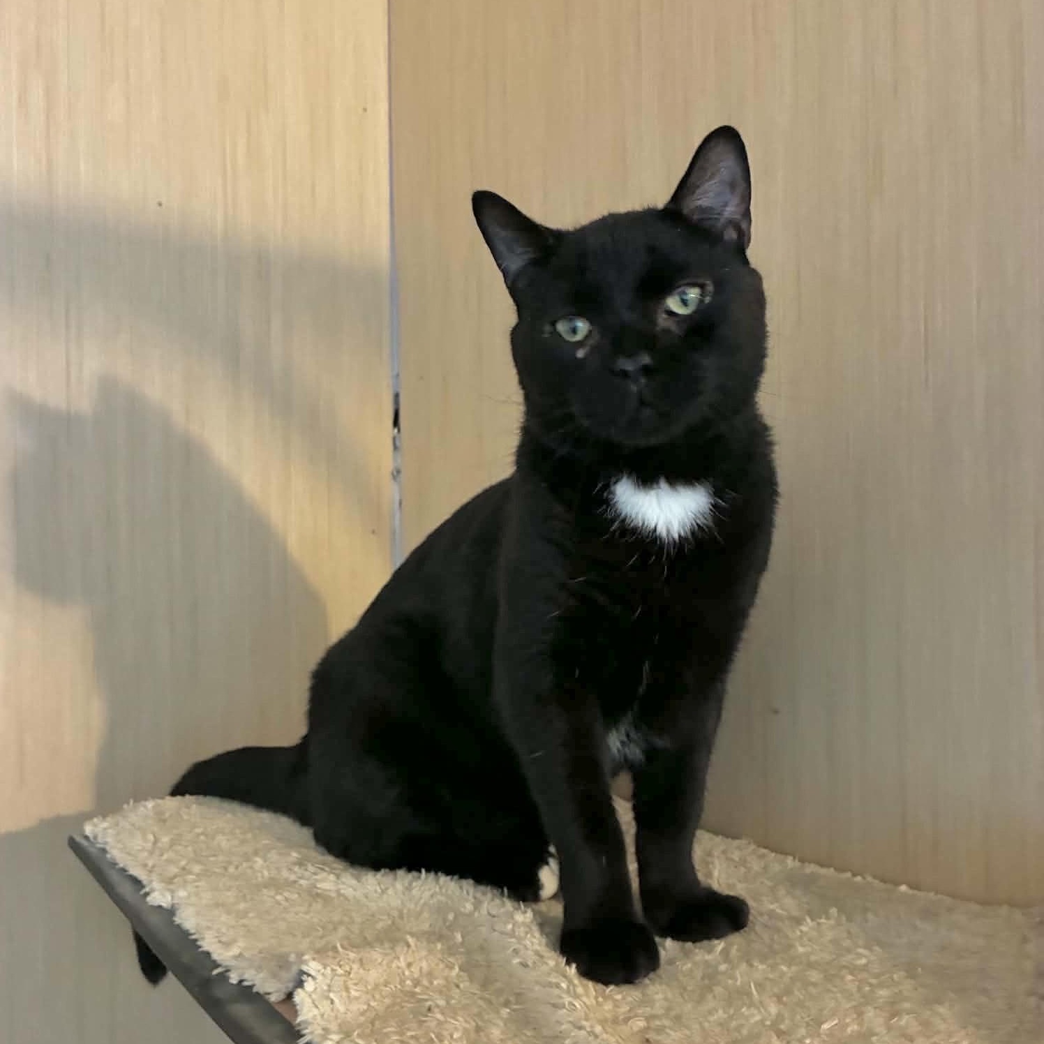 Mikey, ADOPTABLE, Young Male Domestic Short Hair.