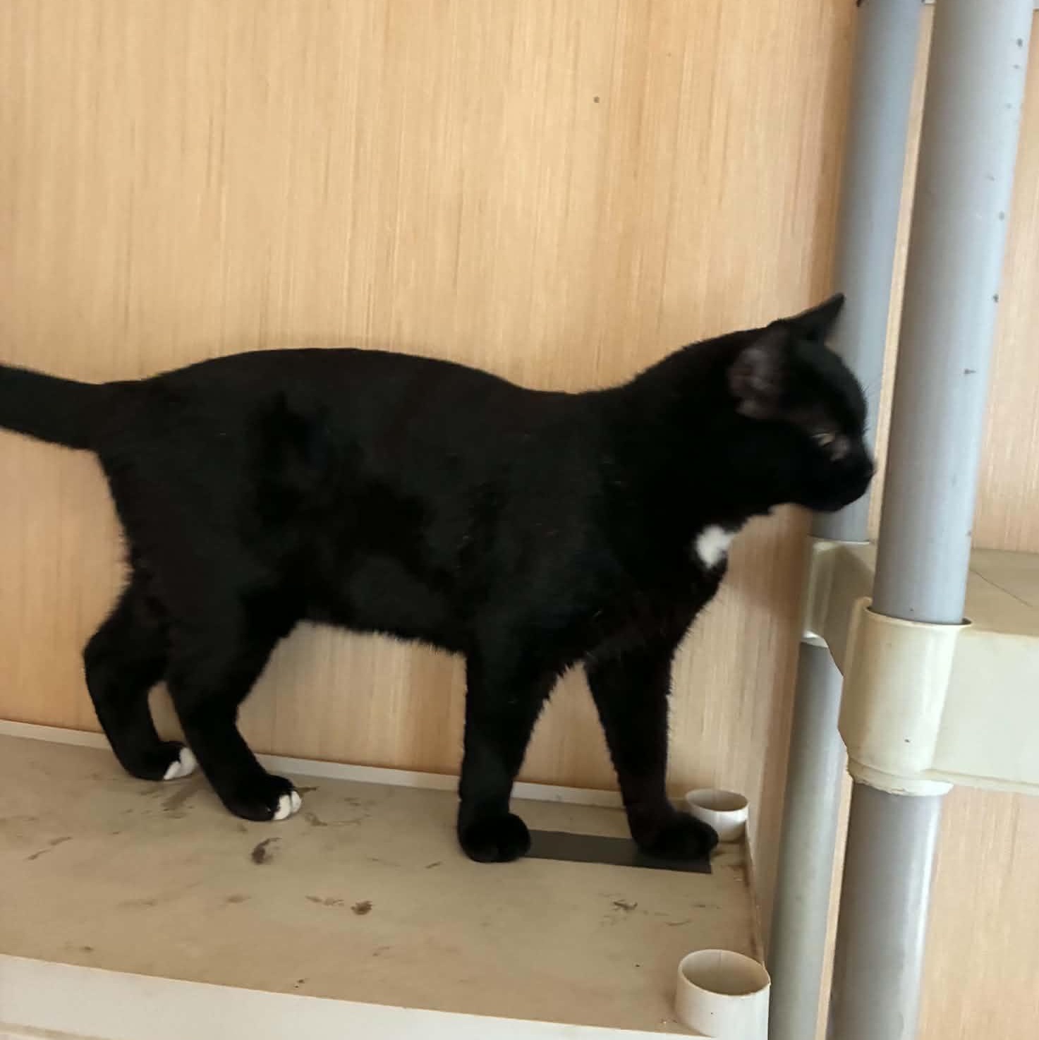 Mikey, a ADOPTABLE Domestic Short Hair in Milwaukee, WI image 3/4