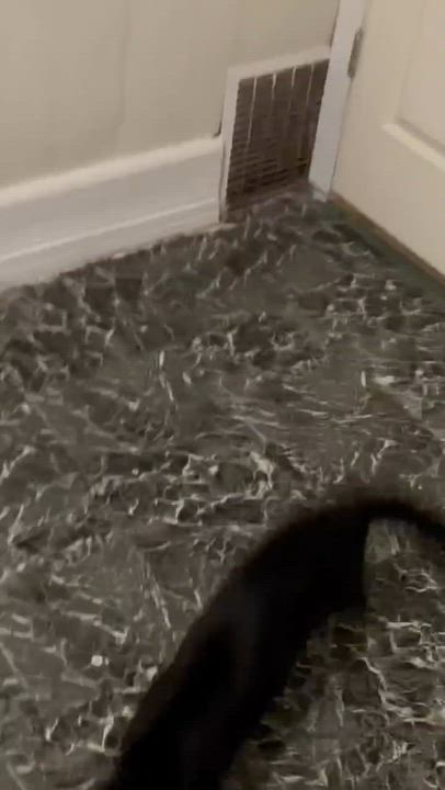 Enlarge Mikey, a ADOPTABLE Domestic Short Hair in Milwaukee, WI video 4/4