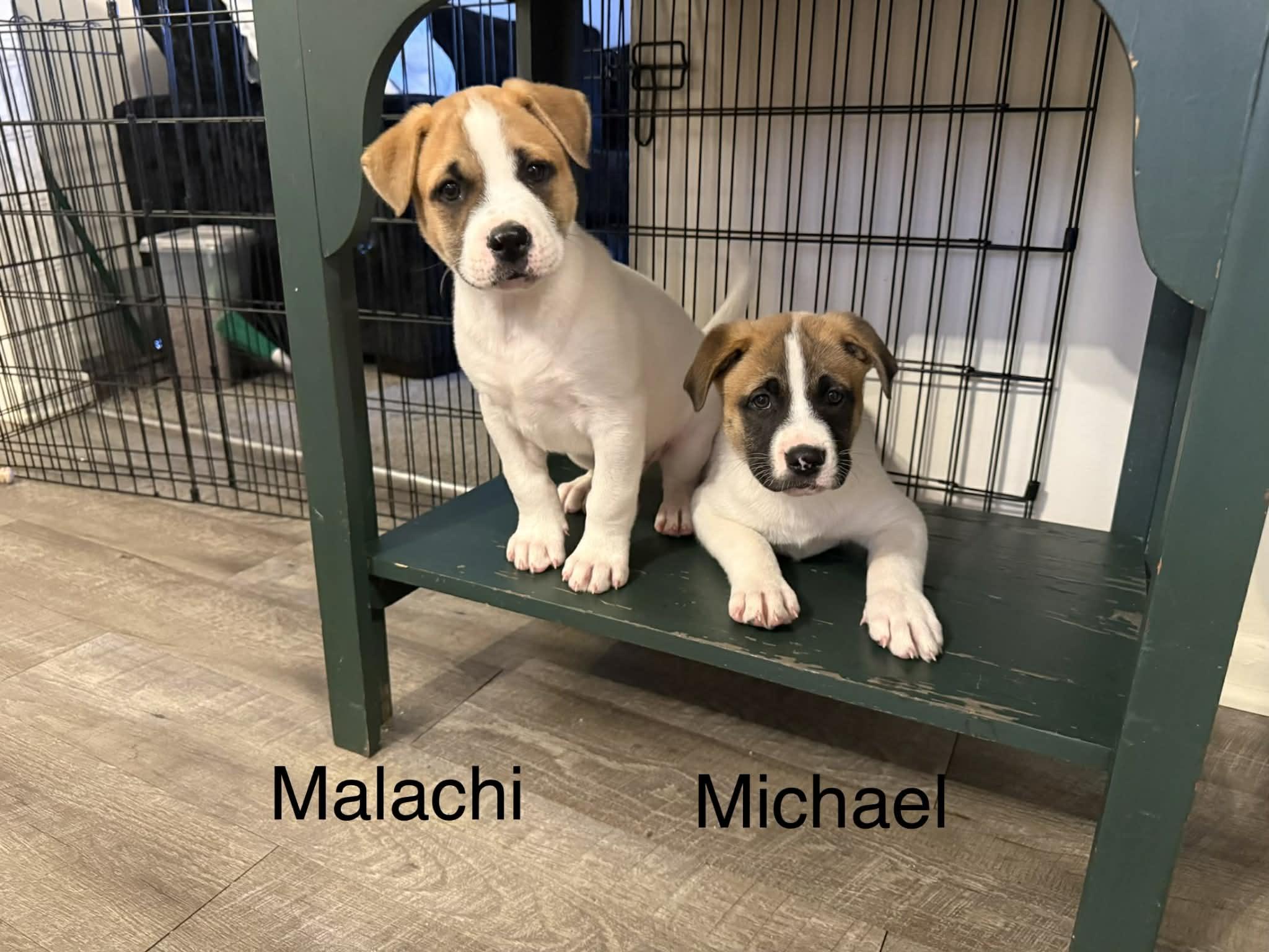 Enlarge Malachi, a ADOPTABLE mixed breed in Crown Point, IN image 4/5