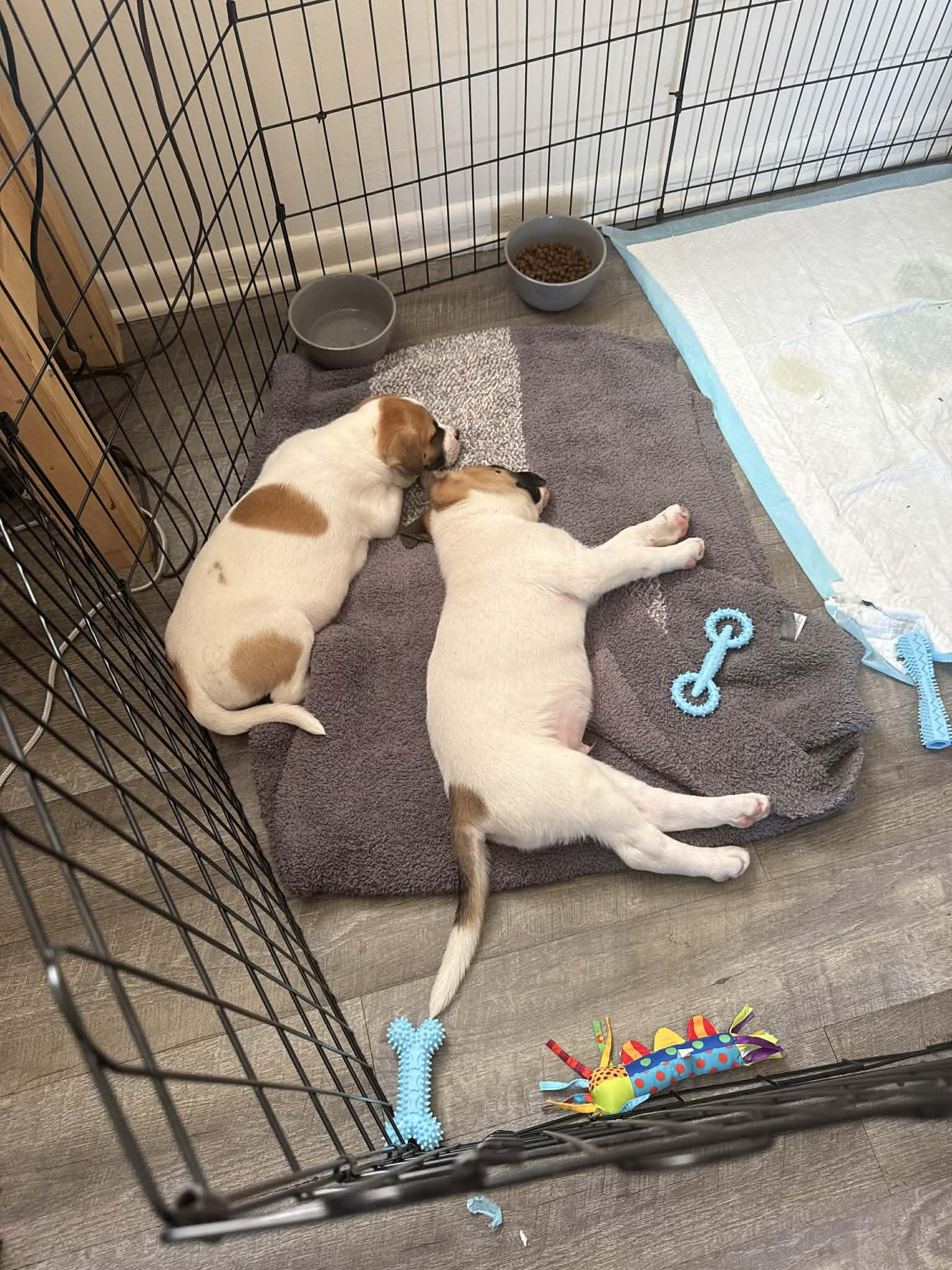 Enlarge Malachi, a ADOPTABLE mixed breed in Crown Point, IN image 5/5