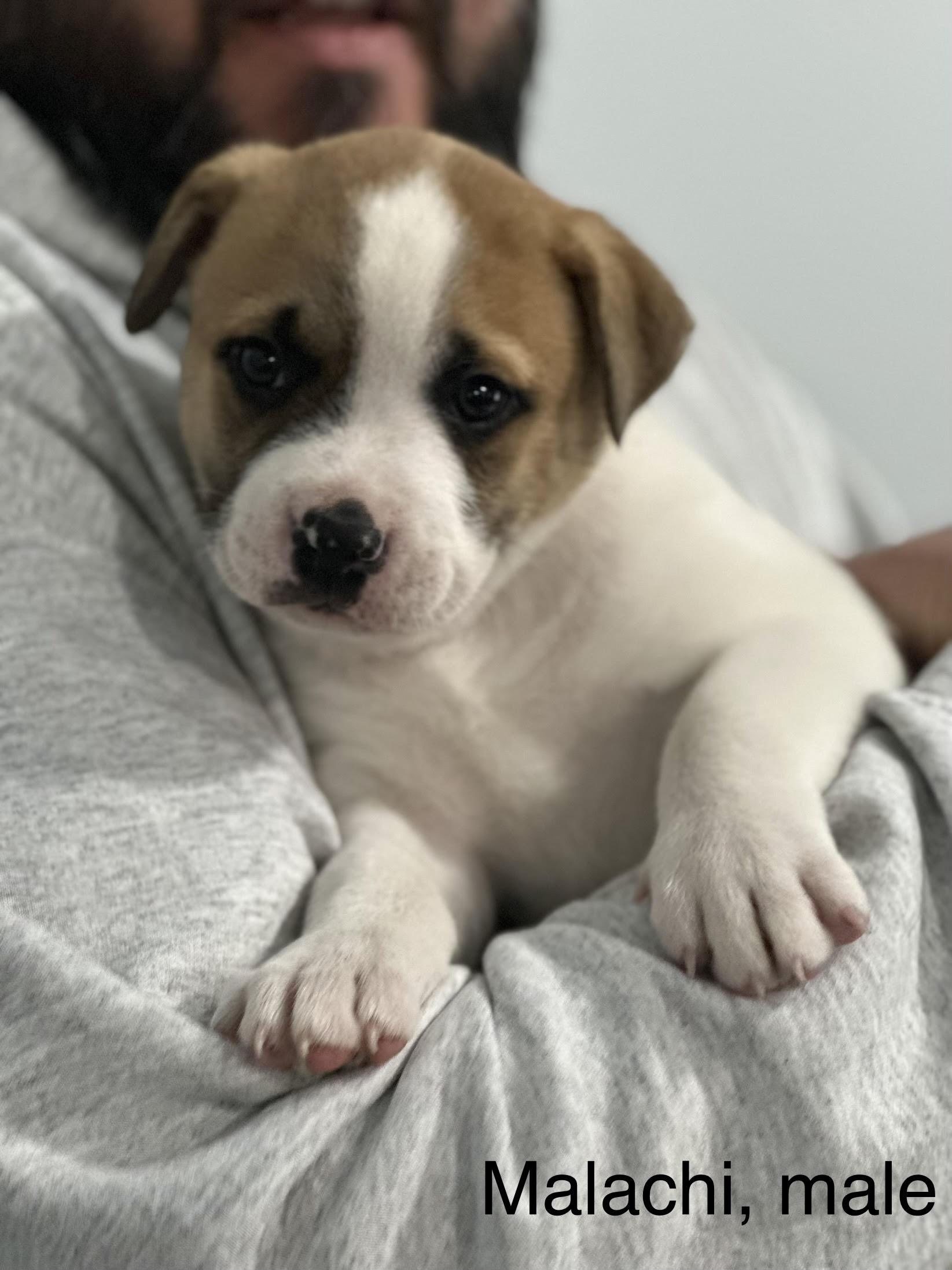 Enlarge Malachi, a ADOPTABLE mixed breed in Crown Point, IN image 3/5