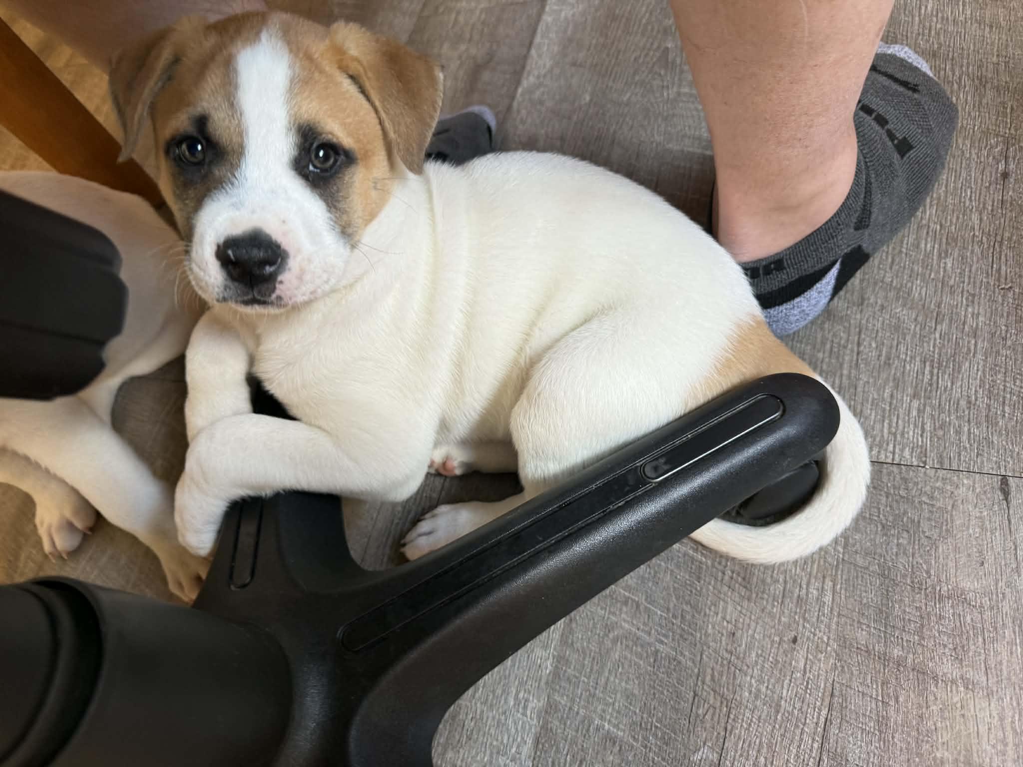 Enlarge Malachi, a ADOPTABLE mixed breed in Crown Point, IN image 2/5