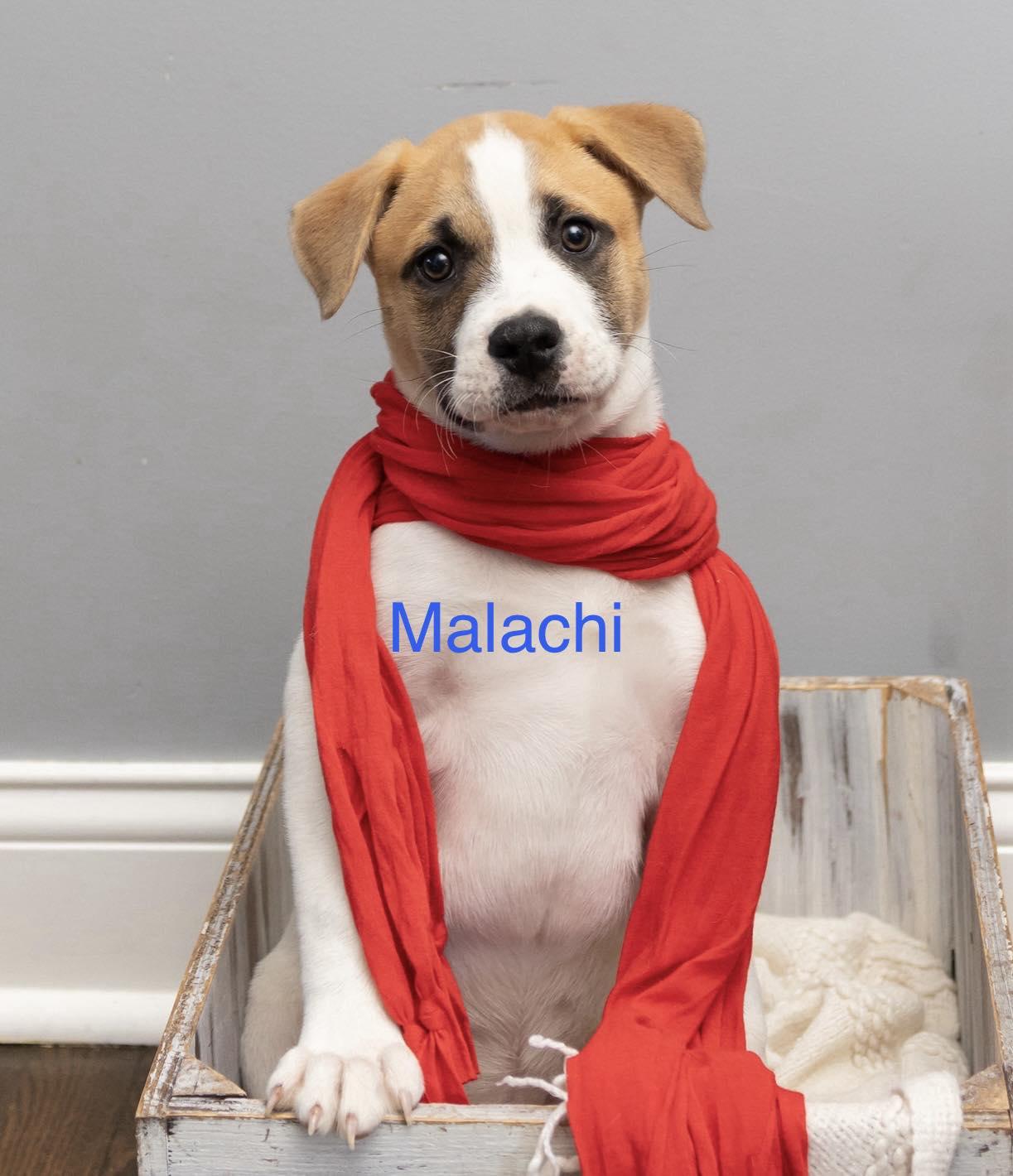 Enlarge Malachi, a ADOPTABLE mixed breed in Crown Point, IN image 1/5