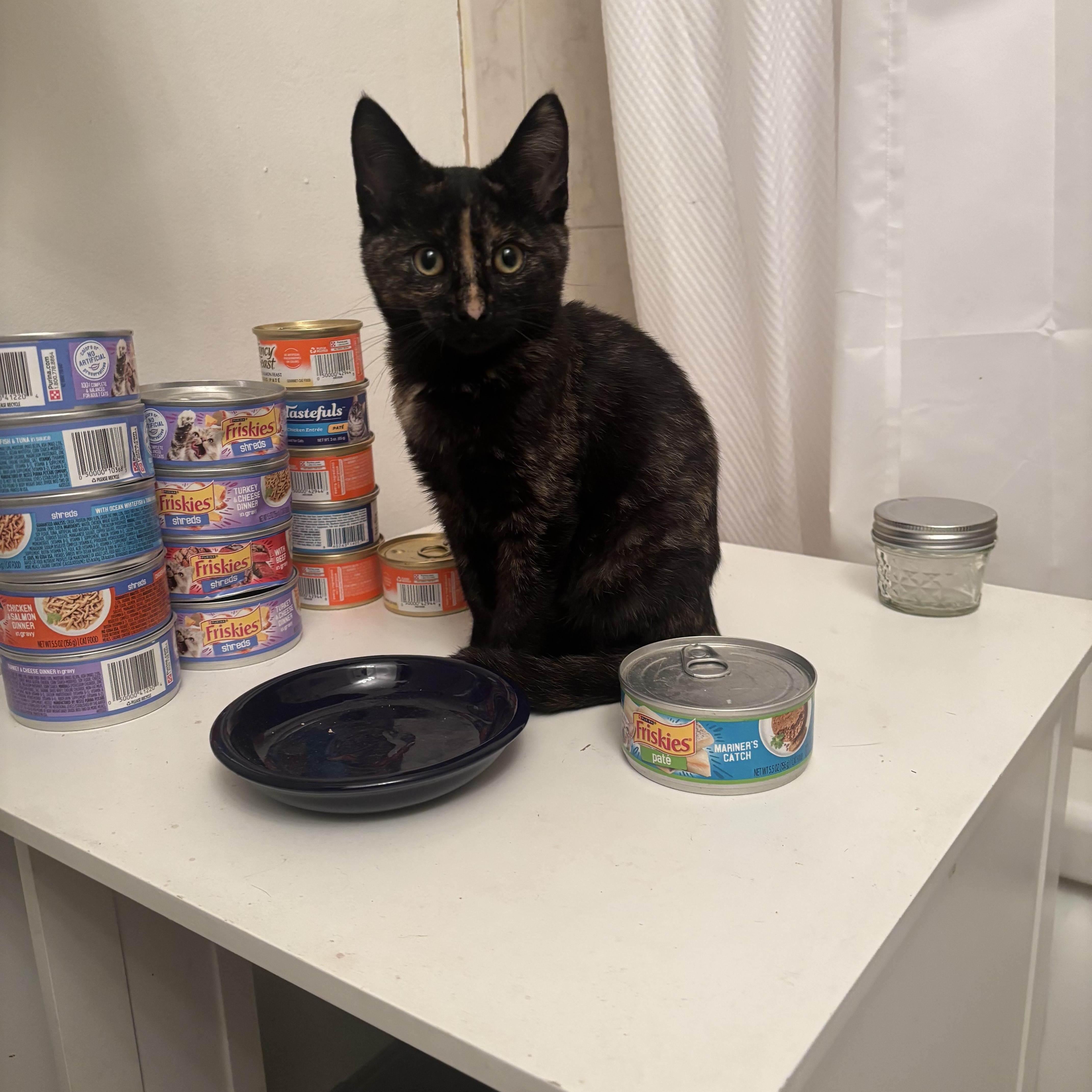 Autumn, a ADOPTABLE Domestic Short Hair in Long Beach, CA image 2/5