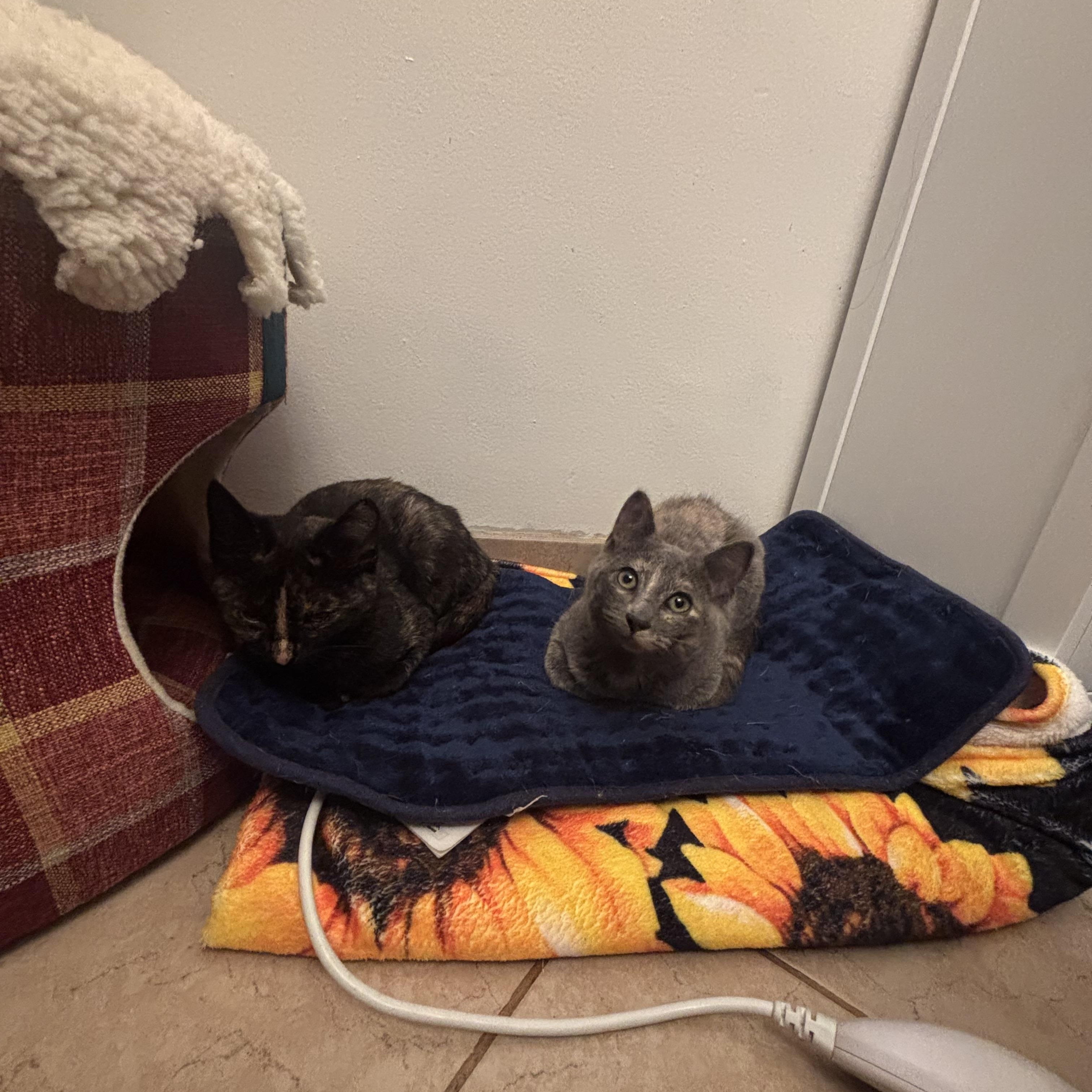 Autumn, a ADOPTABLE Domestic Short Hair in Long Beach, CA image 4/5