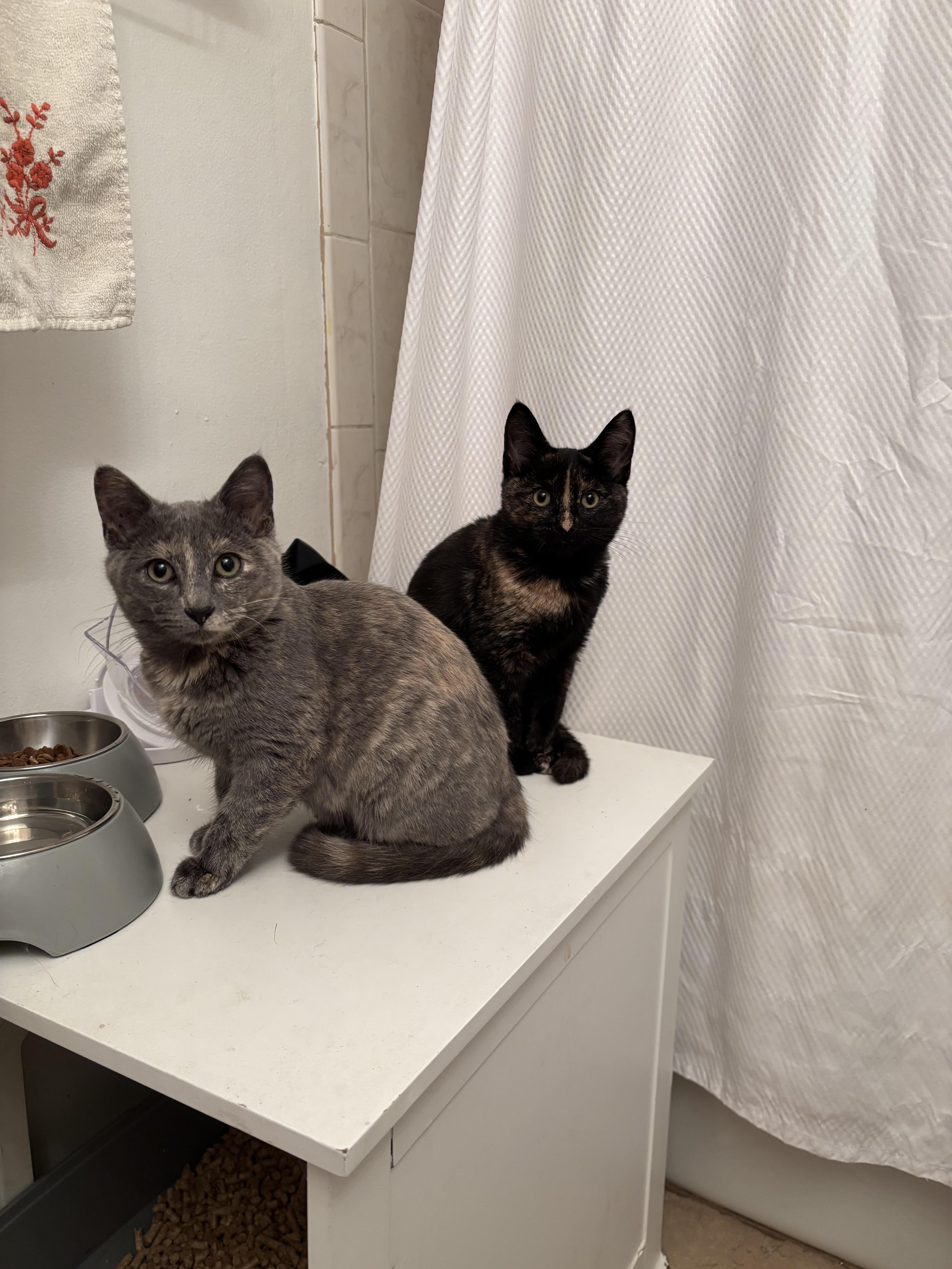 Autumn, a ADOPTABLE Domestic Short Hair in Long Beach, CA image 5/5