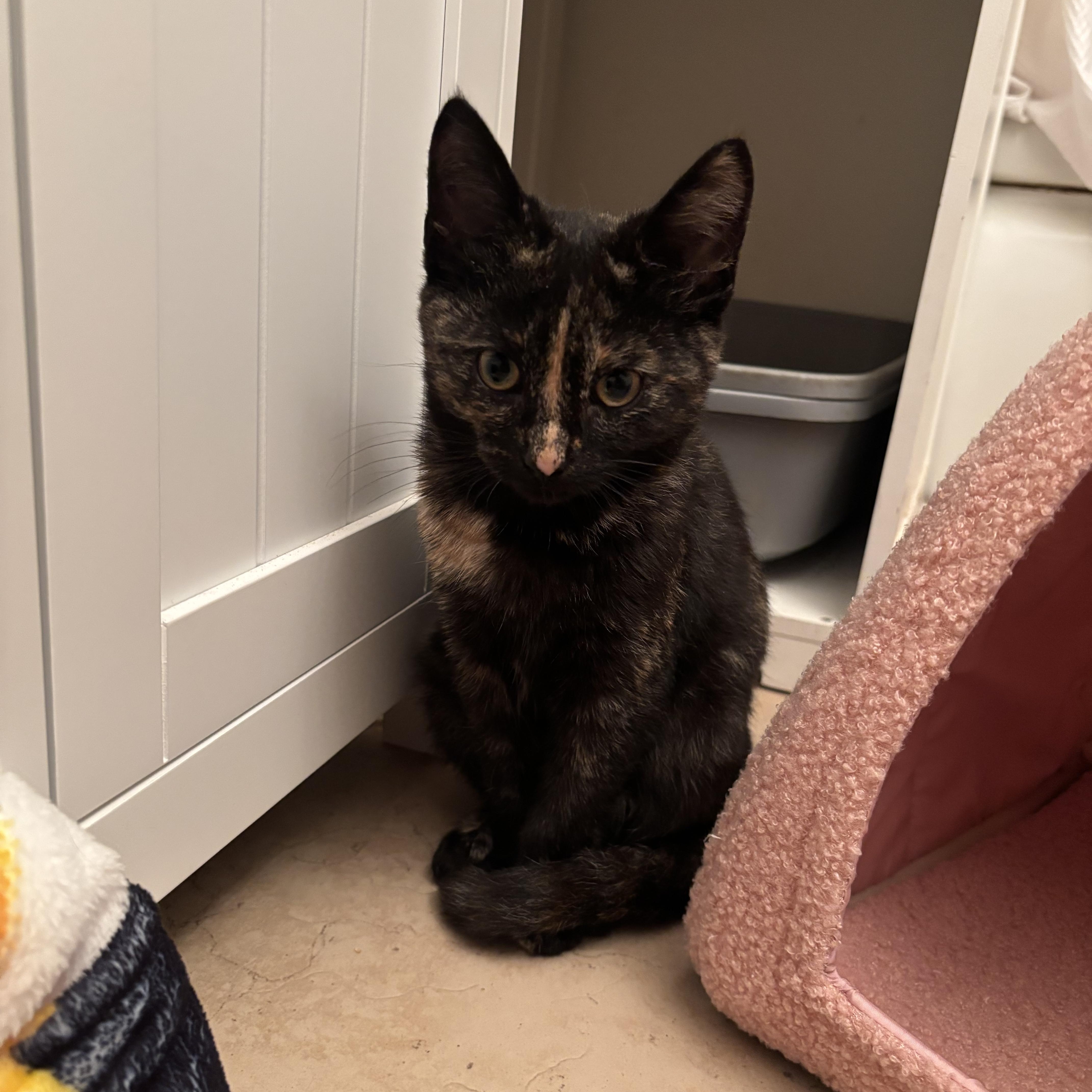 Autumn, a ADOPTABLE Domestic Short Hair in Long Beach, CA image 1/5