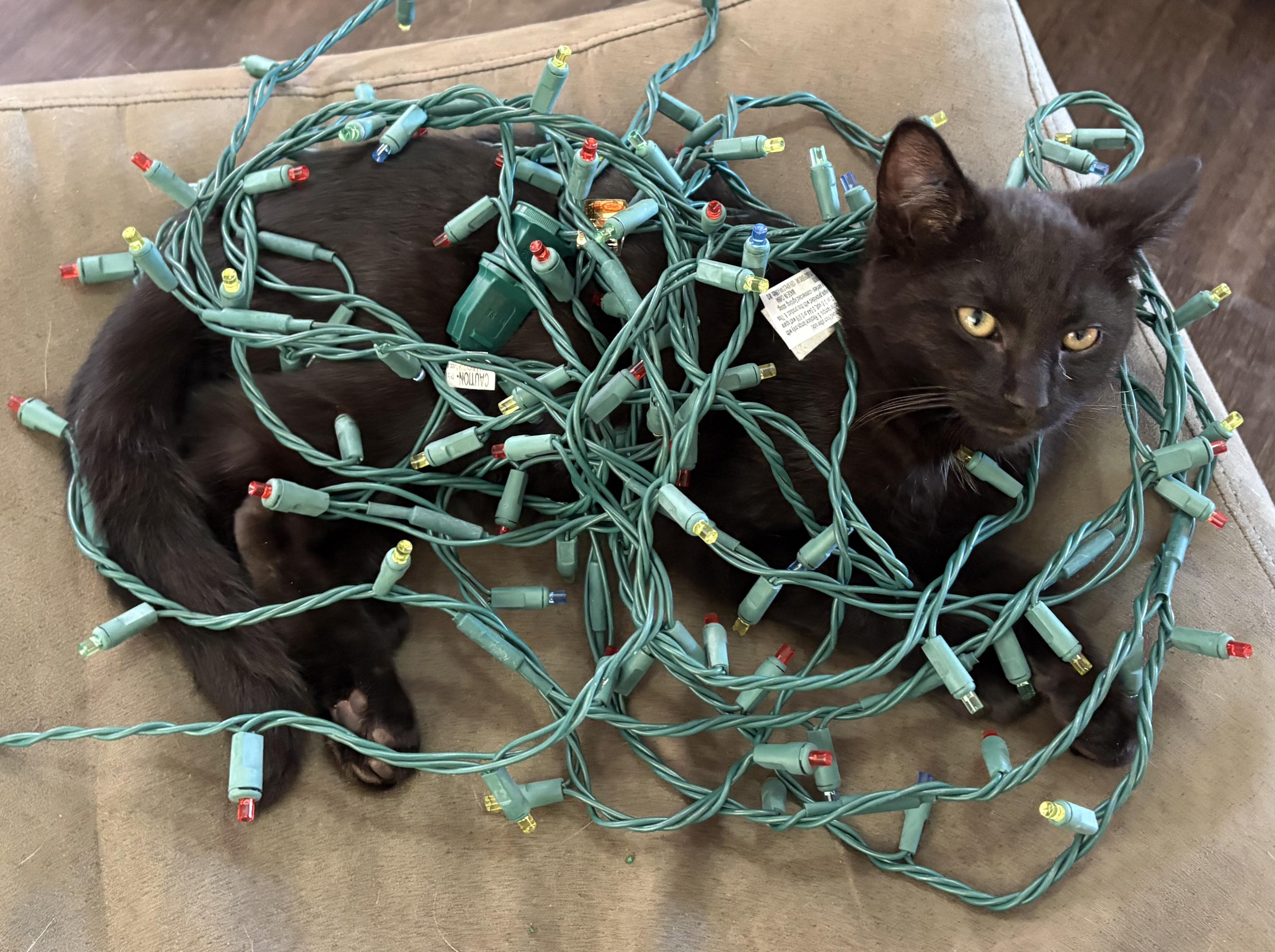 Enlarge Ninja, a ADOPTABLE Domestic Short Hair in Greenwood, IN image 5/6