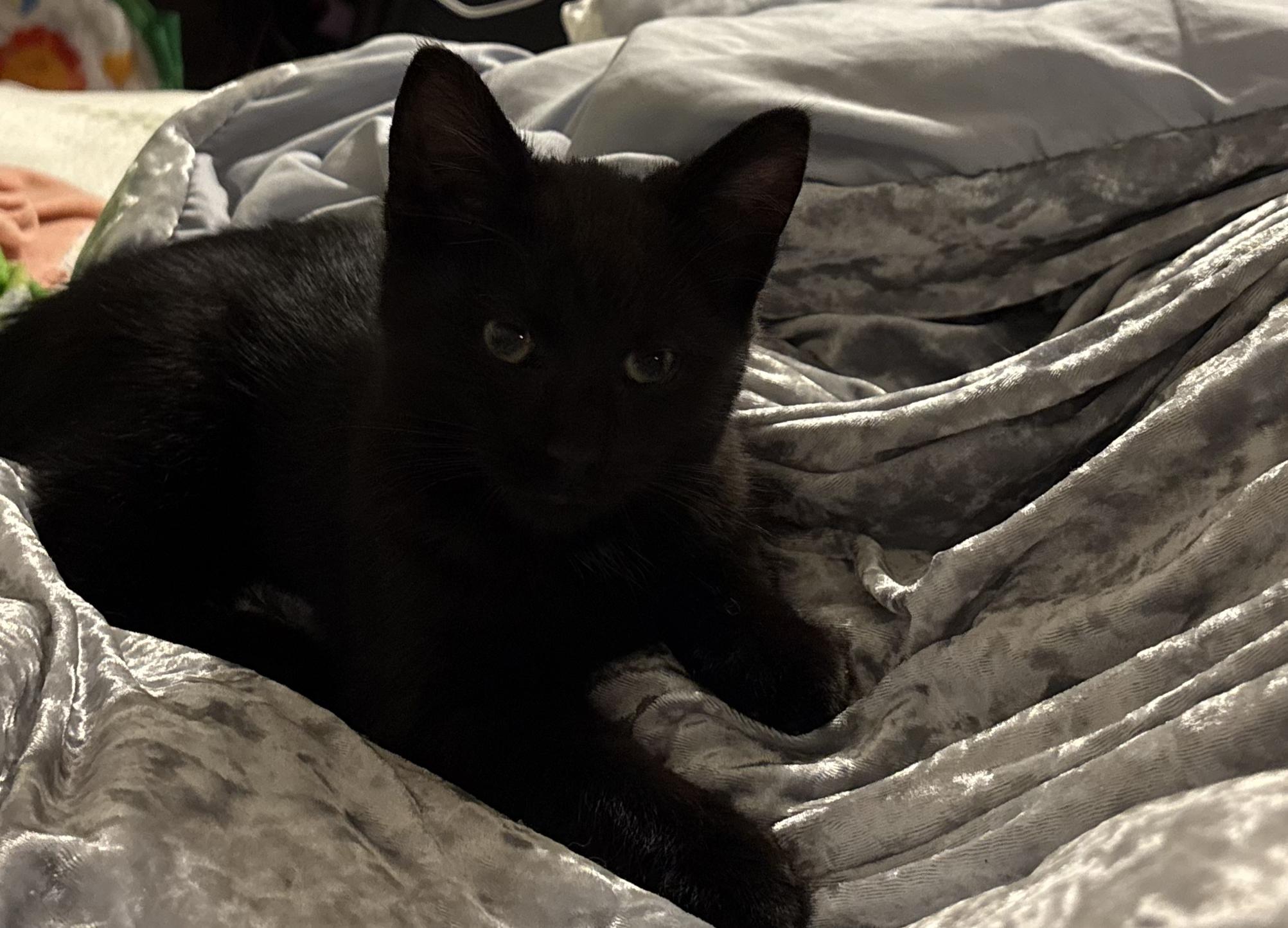 Enlarge Ninja, a ADOPTABLE Domestic Short Hair in Greenwood, IN image 3/6