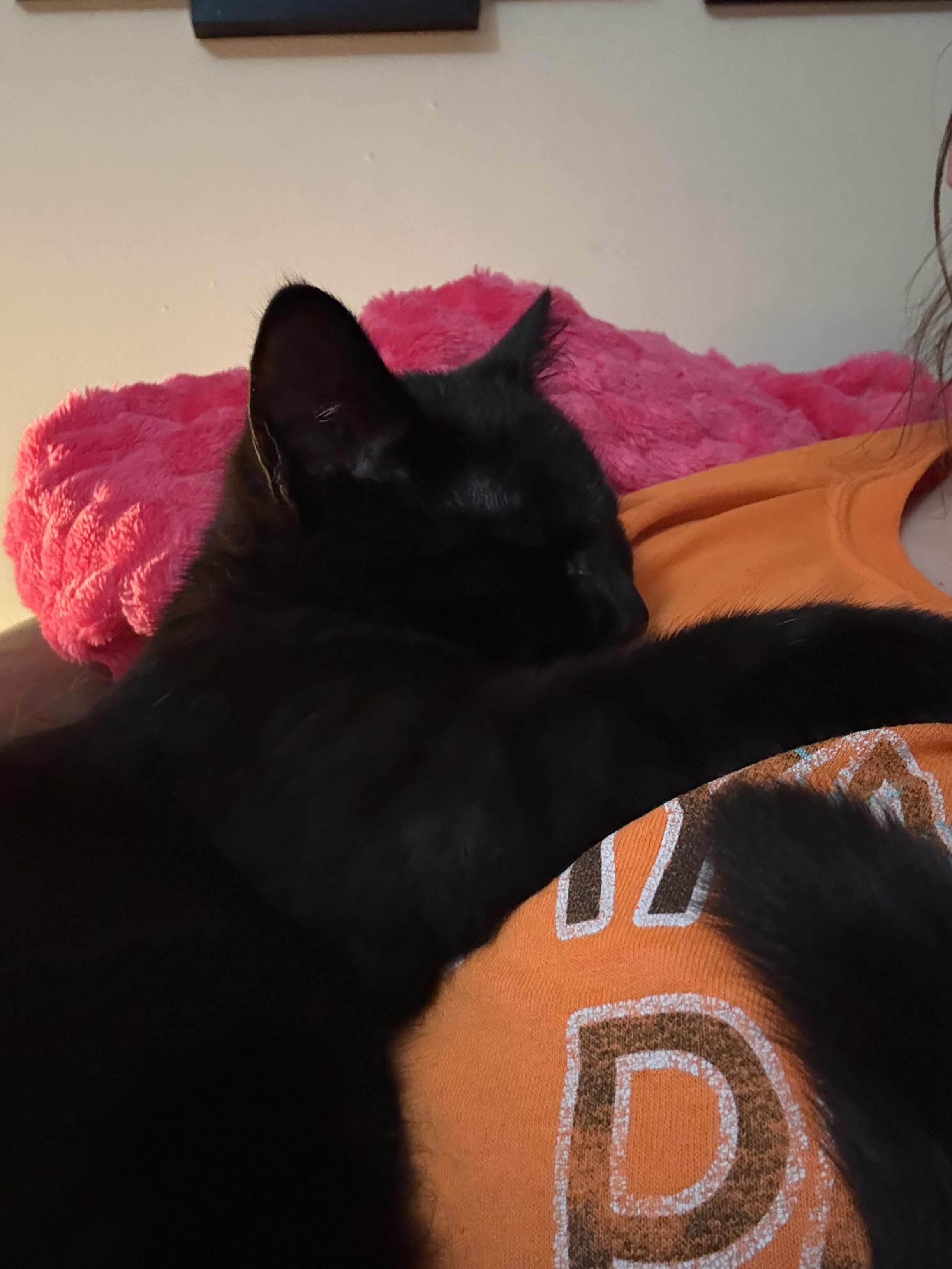 Enlarge Ninja, a ADOPTABLE Domestic Short Hair in Greenwood, IN image 2/6