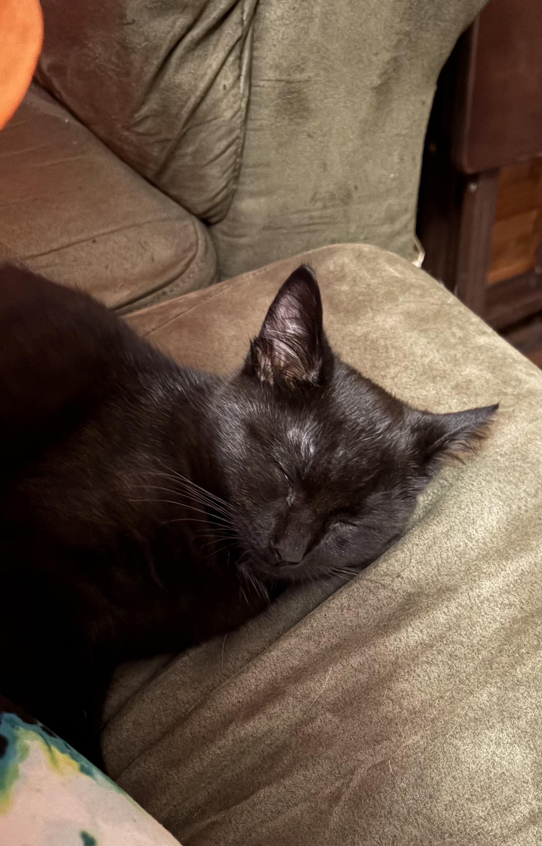 Enlarge Ninja, a ADOPTABLE Domestic Short Hair in Greenwood, IN image 6/6