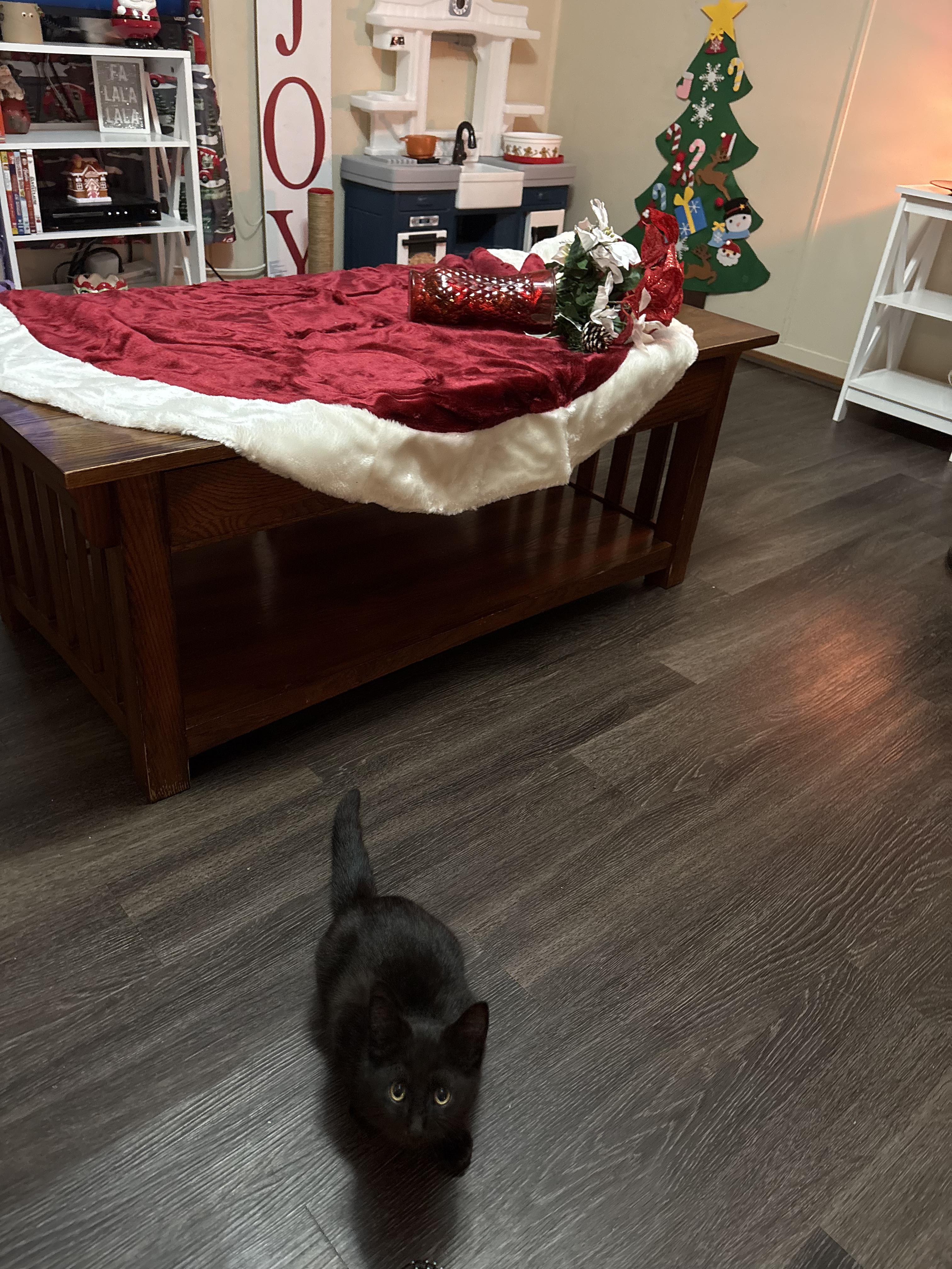 Enlarge Ninja, a ADOPTABLE Domestic Short Hair in Greenwood, IN image 4/6