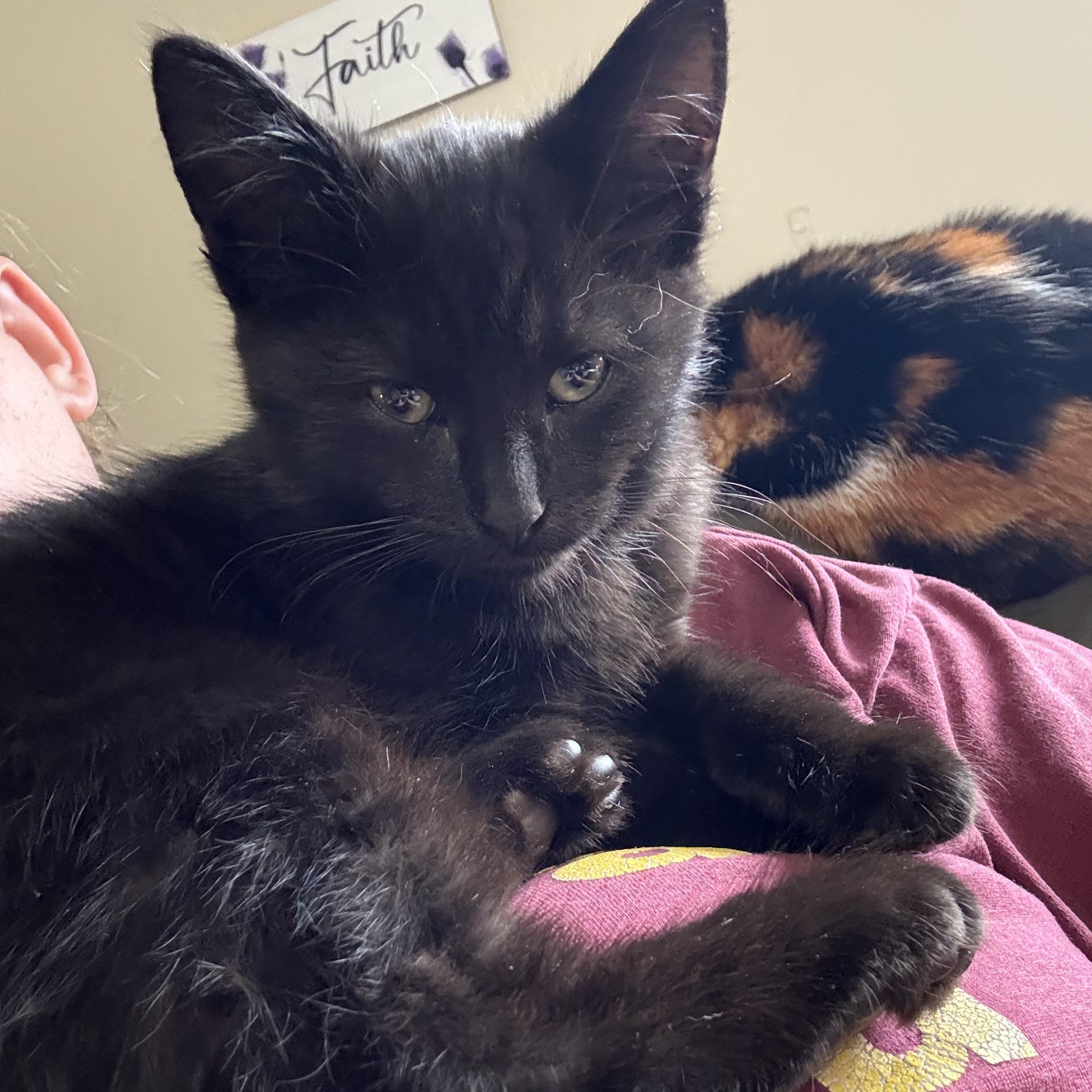 Ninja, ADOPTABLE, Young Male Domestic Short Hair.