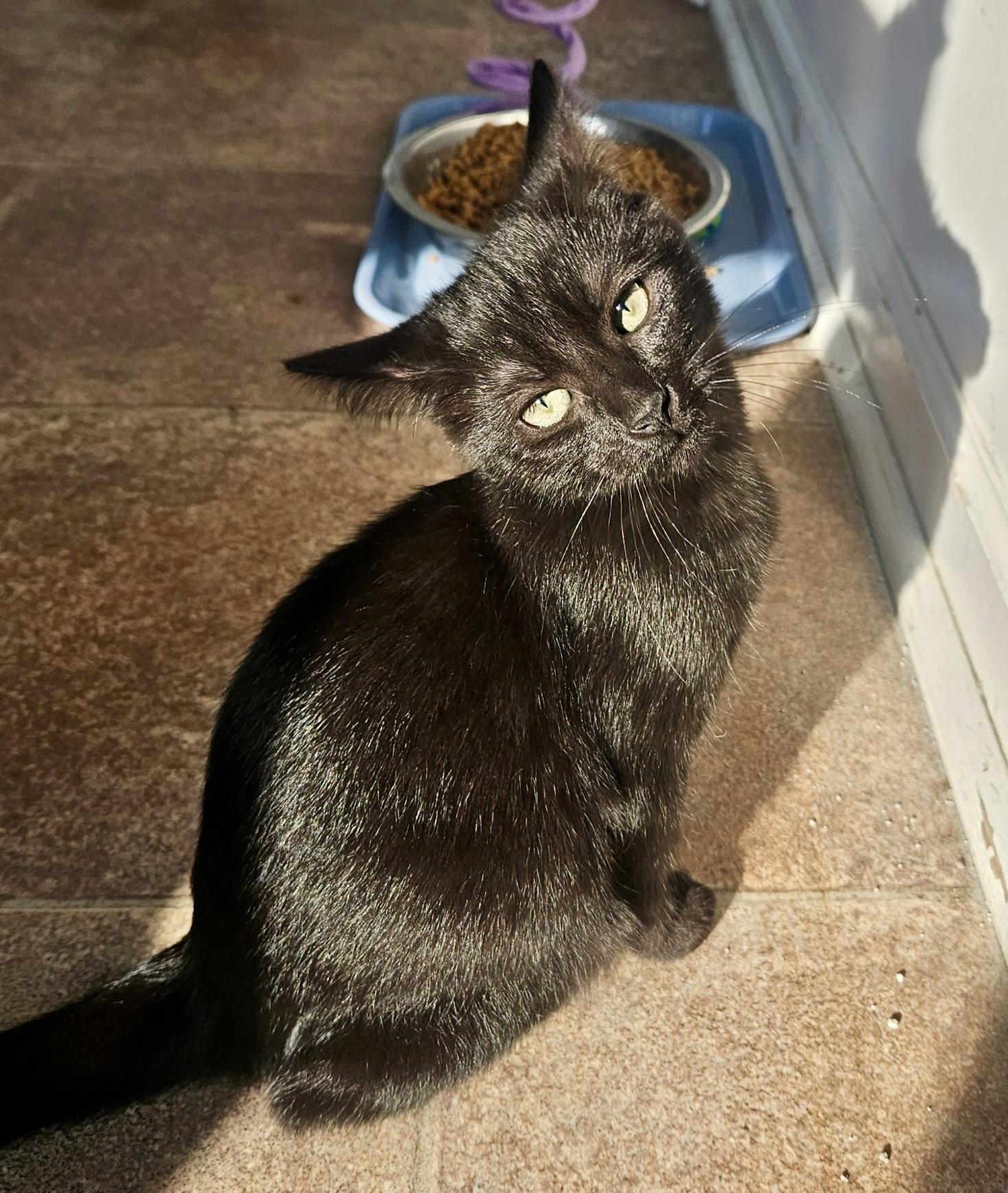 Teton, Adoptable, Kitten Female Domestic Short Hair.