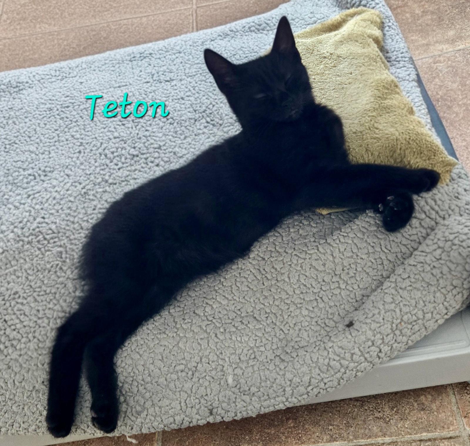 Enlarge Teton, a Adoptable Domestic Short Hair in Penndel, PA image 2/3