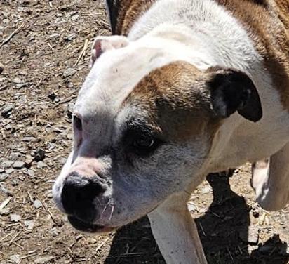 Athena — thumbnail 3