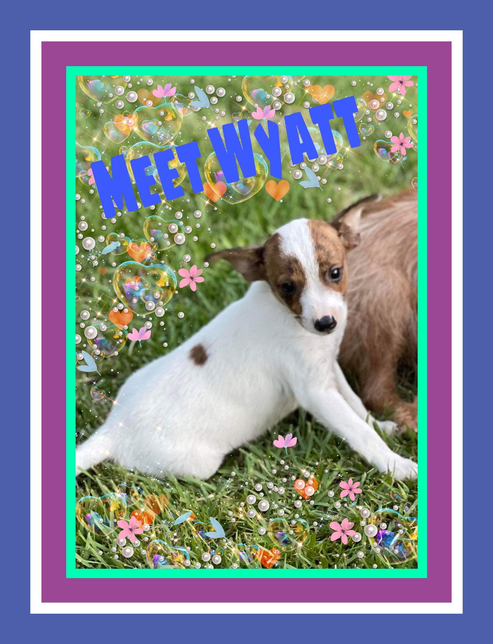 Enlarge wyatt, a Adoptable Jack Russell Terrier in San Antonio, TX image 1/2