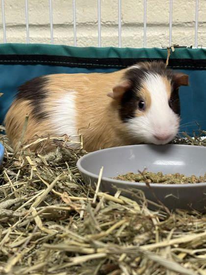 Chicory, Adoptable, Baby Female Guinea Pig.