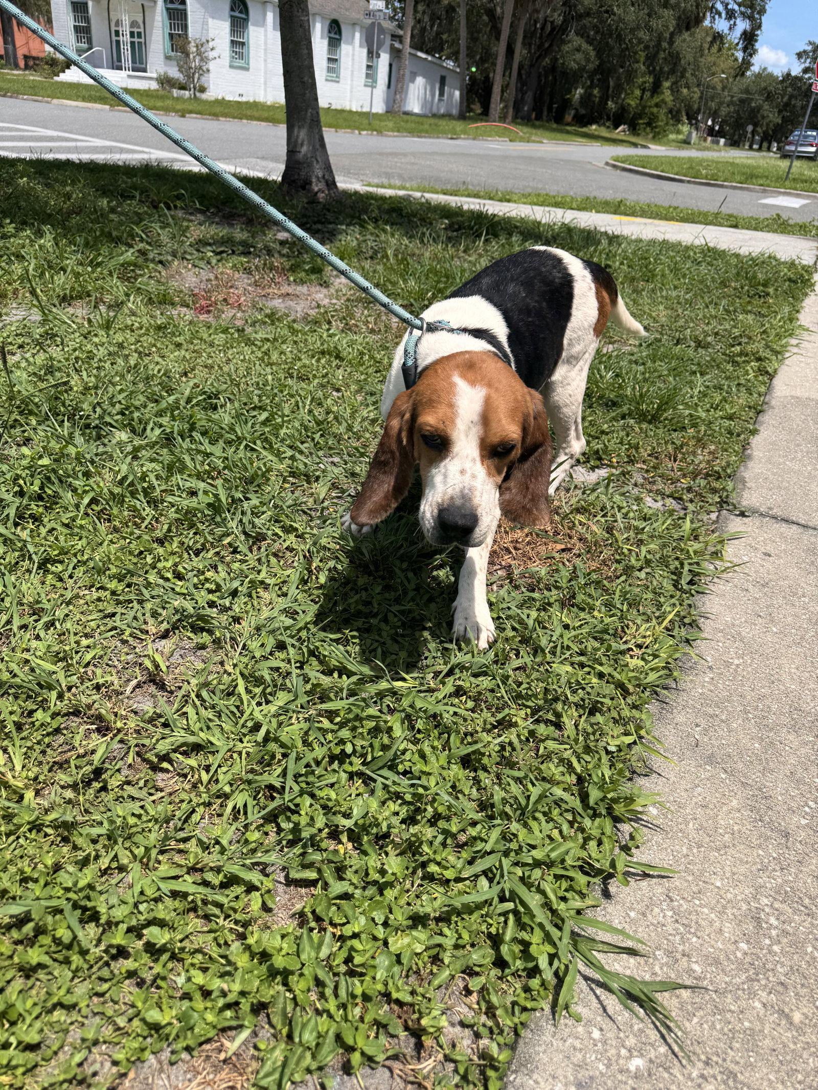 Waylon, Adopted, Adult Male Beagle.