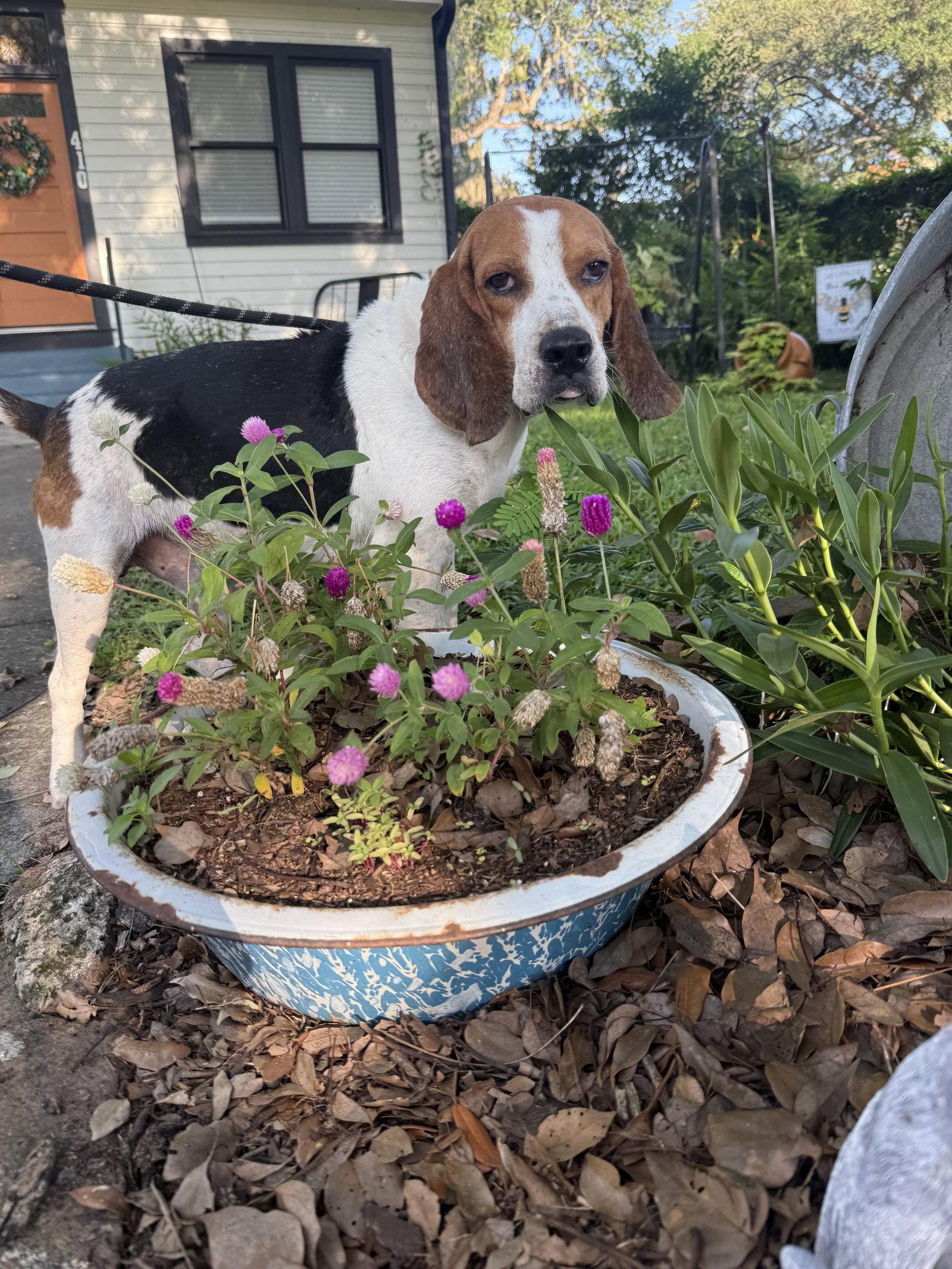 Enlarge Waylon, a Adopted Beagle in Sanford, FL image 2/3
