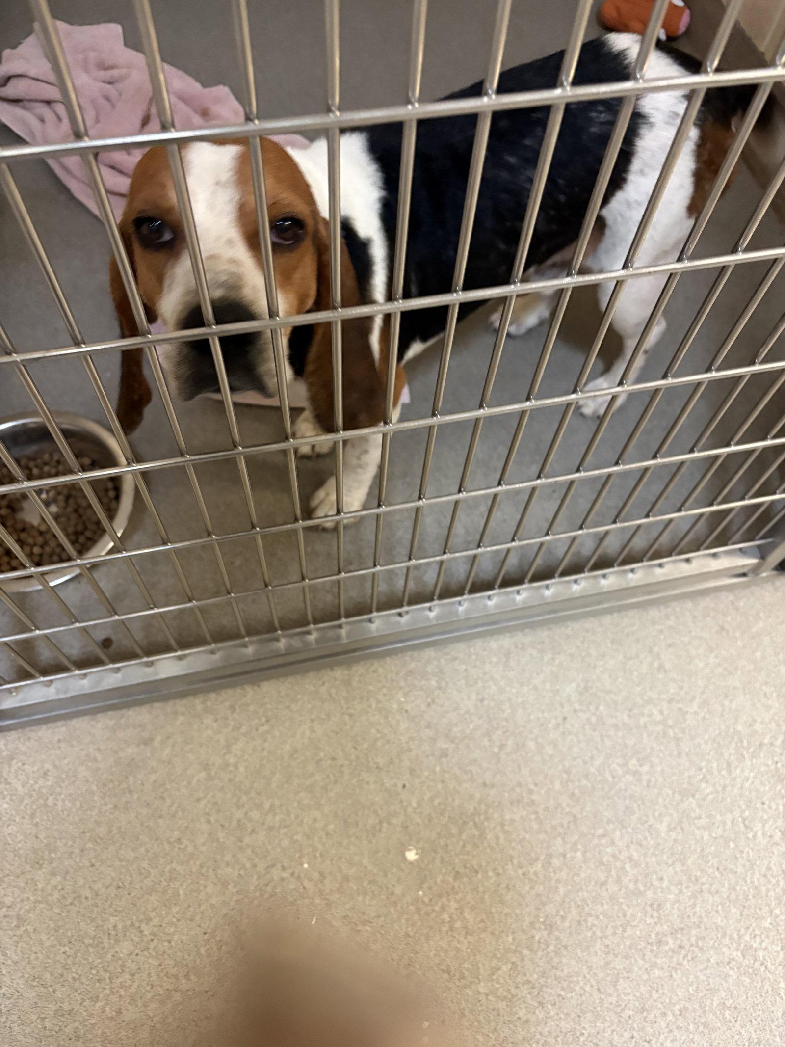 Enlarge Waylon, a Adopted Beagle in Sanford, FL image 3/3