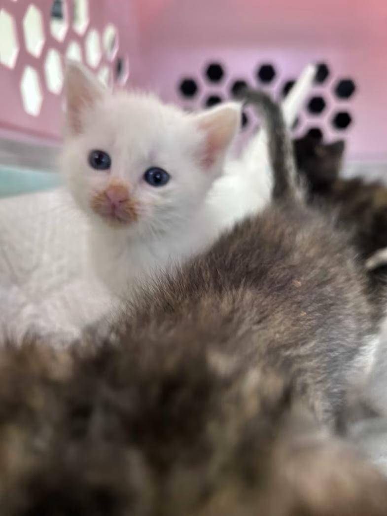 Mojito, adopted, Kitten Female Domestic Short Hair.