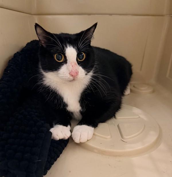 Enlarge Adah, a Adoptable mixed breed in Castlegar, BC image 1/1