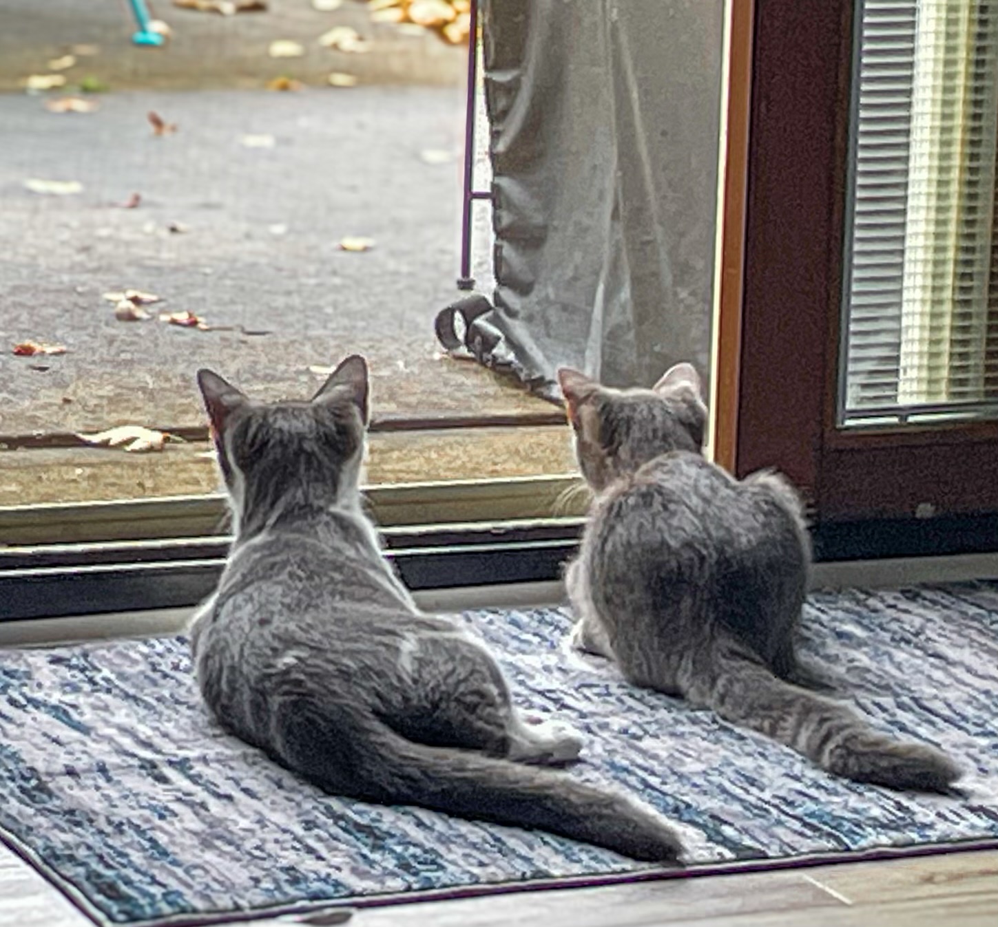Kittens! Frosty and Ravioli Jr. 6