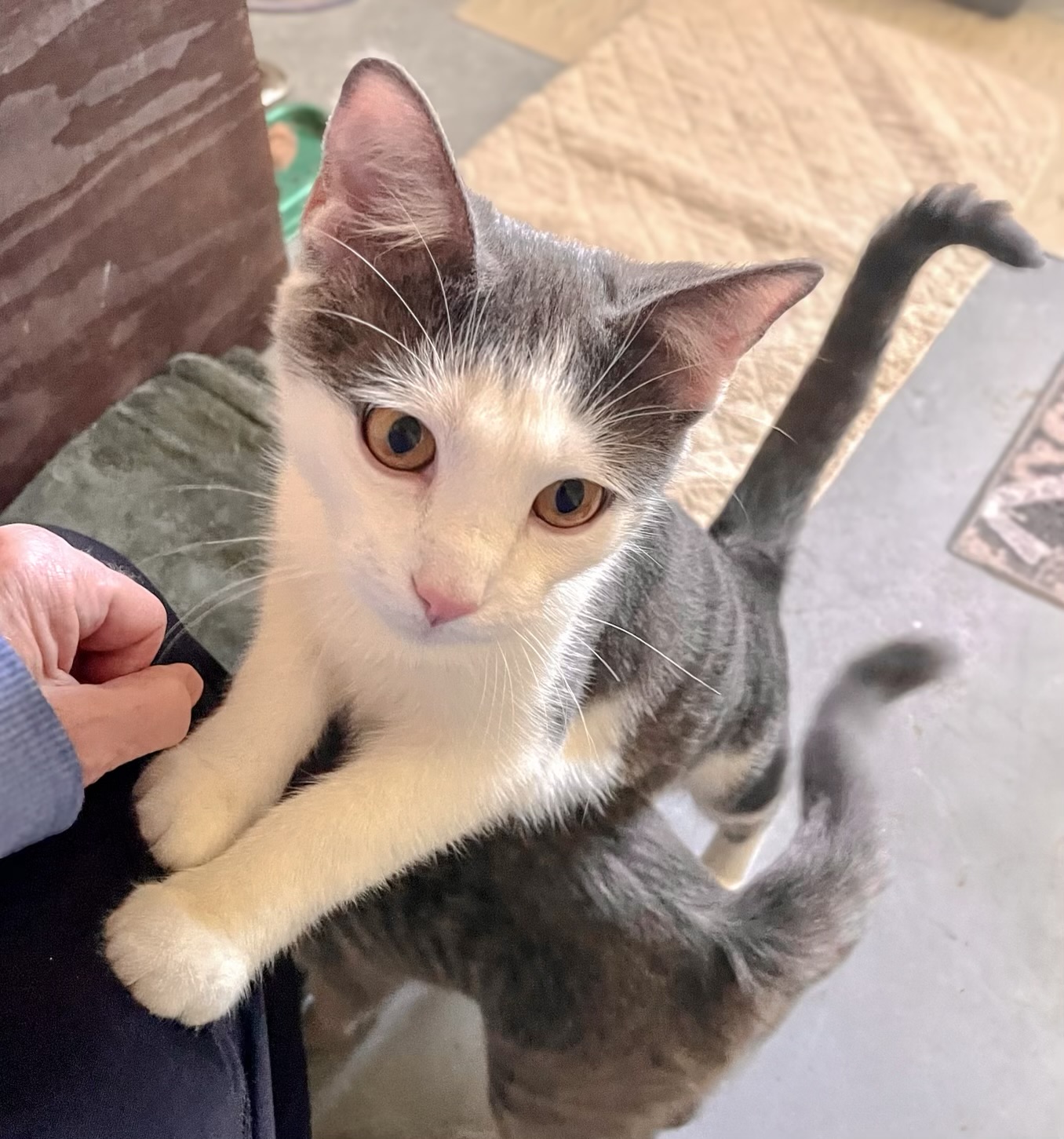 Kittens! Frosty and Ravioli Jr. 3