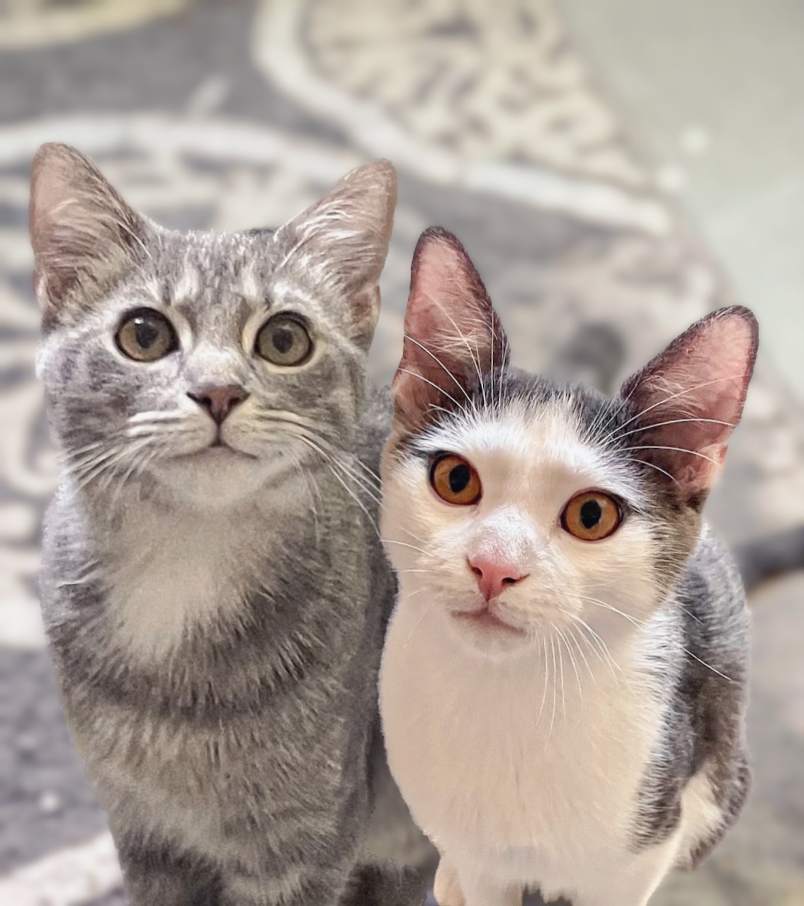 Kittens! Frosty and Ravioli Jr. 2